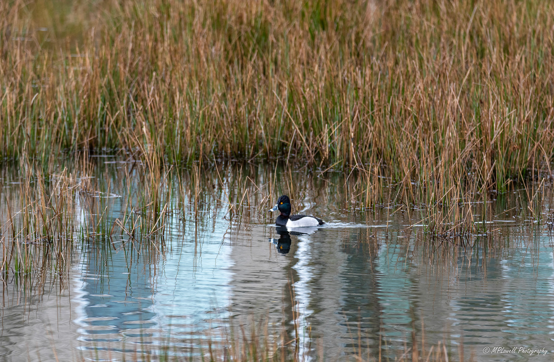 a Male 'Ring-necked Duck' visits a mill pond in the Mill Creek, WA neighborhood.