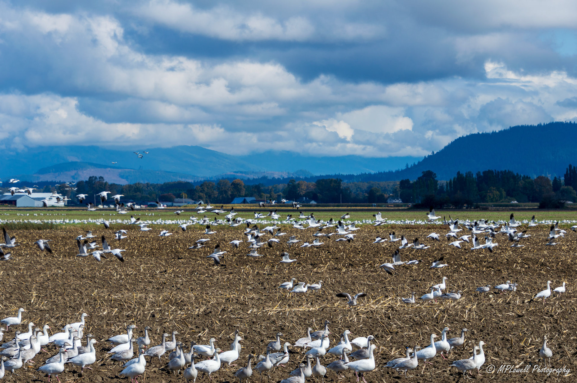 The annual Snow Geese visitors begin arriving throughout Skagit Valley fields, thousands upon thousands visit this area.   these huge flocks, migrate through this area from October to February every year and are a sight to see in the Skagit Valley farmlands, by Mount Vernon and Conway, WA