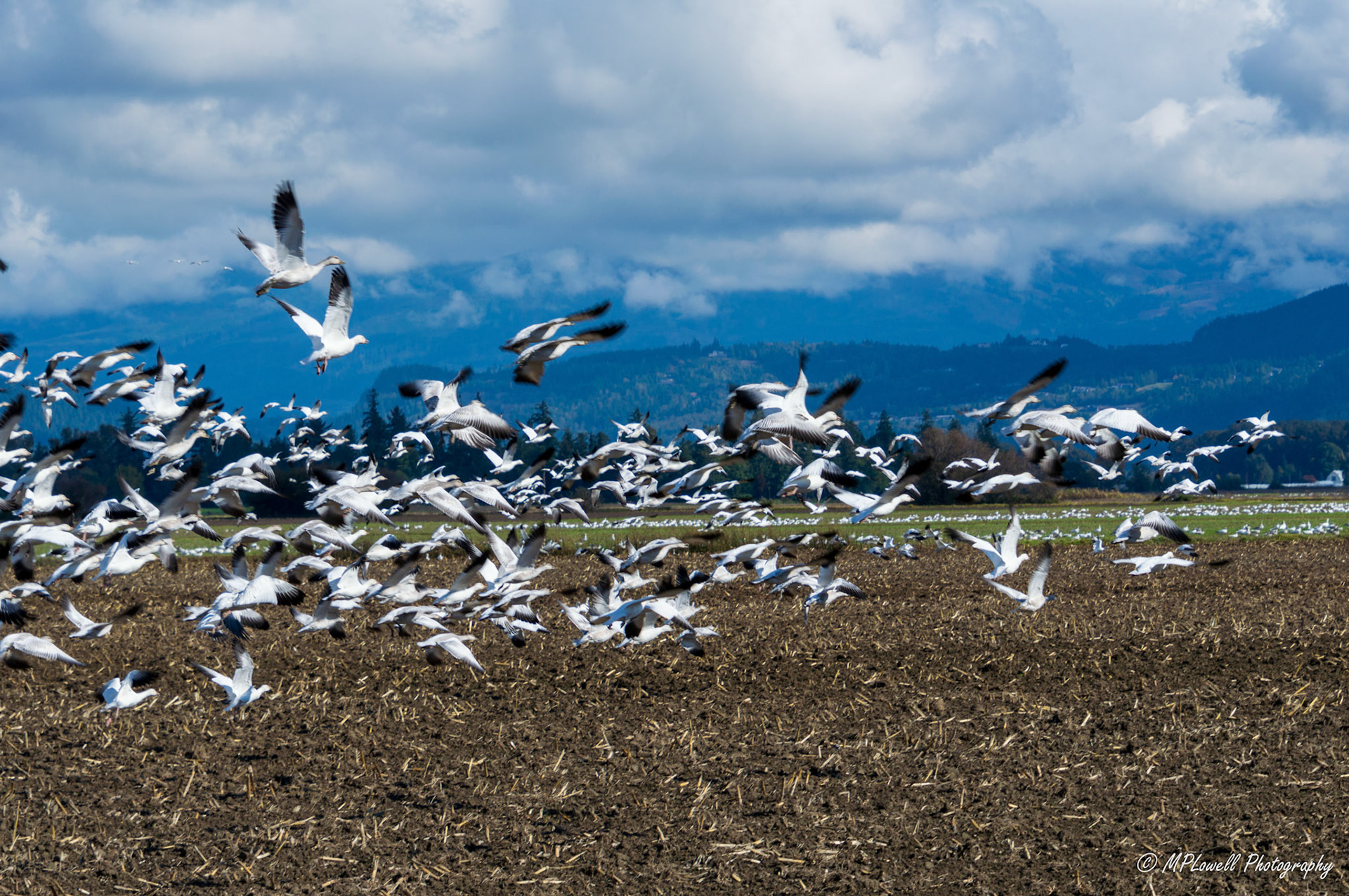 The annual Snow Geese visitors begin arriving throughout Skagit Valley fields, thousands upon thousands visit this area.   these huge flocks, migrate through this area from October to February every year and are a sight to see in the Skagit Valley farmlands, by Mount Vernon and Conway, WA