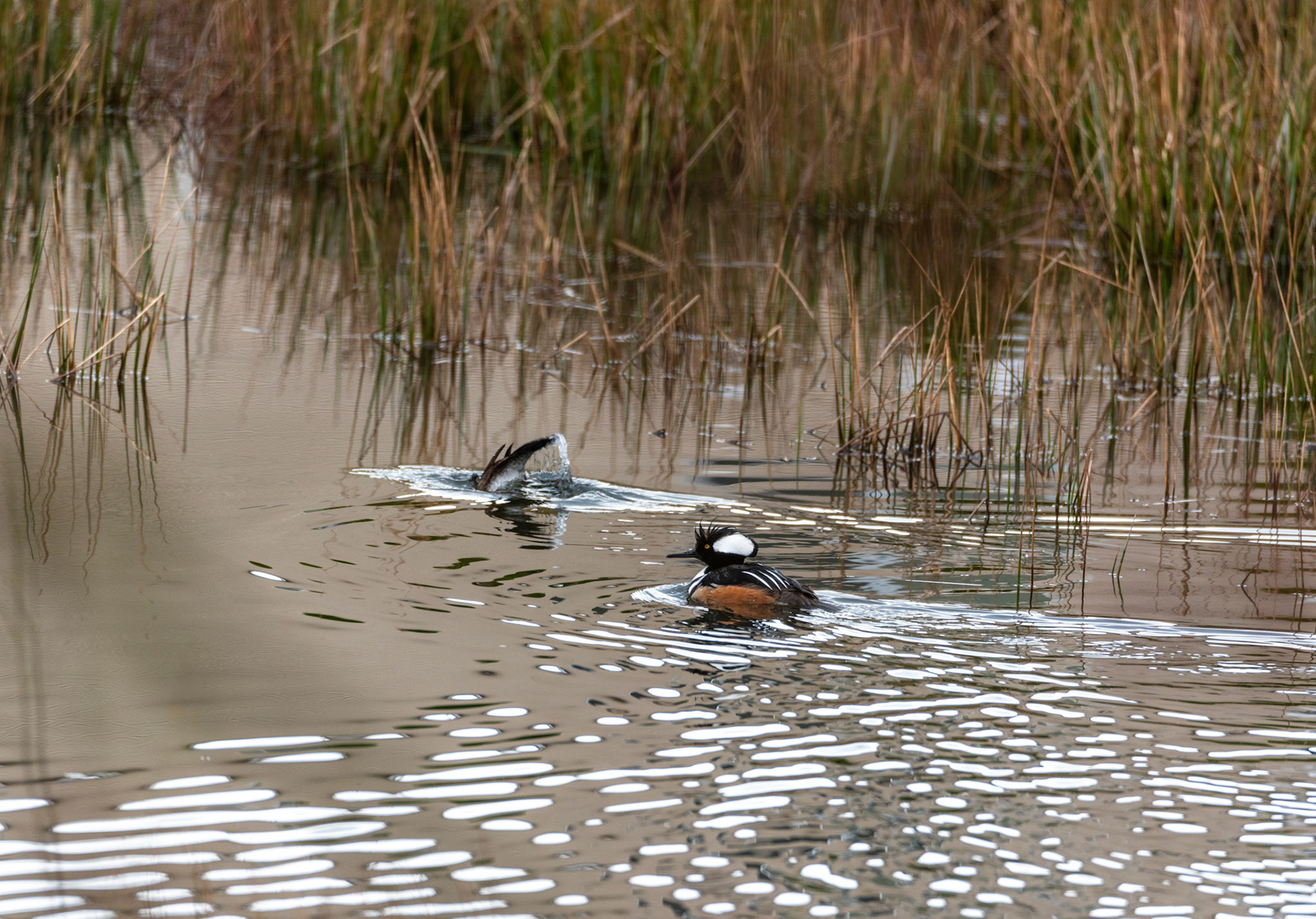 Female Hooded Merganser dives for food, while the male keeps a watchful eye out