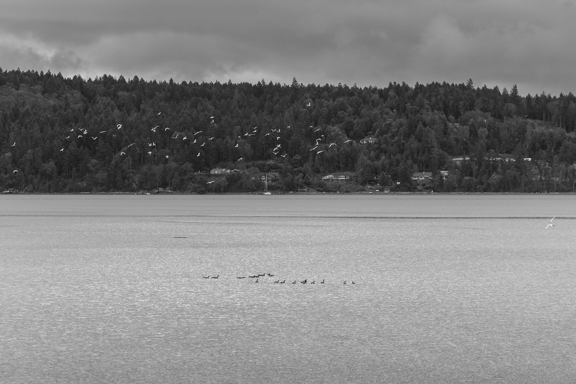 White Seagull's above Black Ducks below