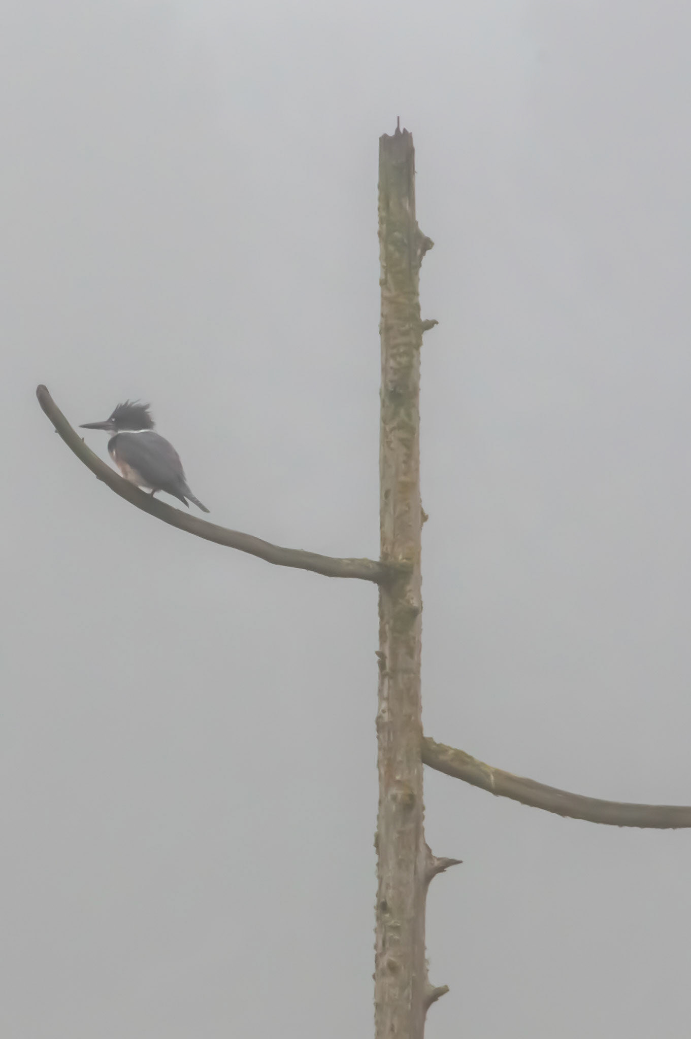 A lone Kingfisher sits on a stag on a foggy morning