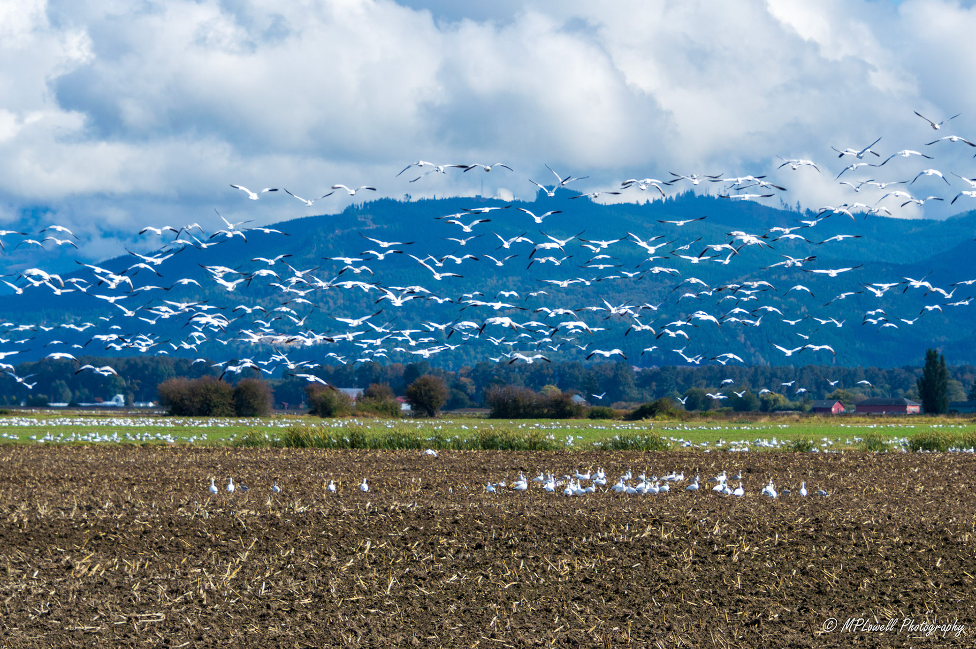 The annual Snow Geese visitors begin arriving throughout Skagit Valley fields, thousands upon thousands visit this area.   these huge flocks, migrate through this area from October to February every year and are a sight to see in the Skagit Valley farmlands, by Mount Vernon and Conway, WA
