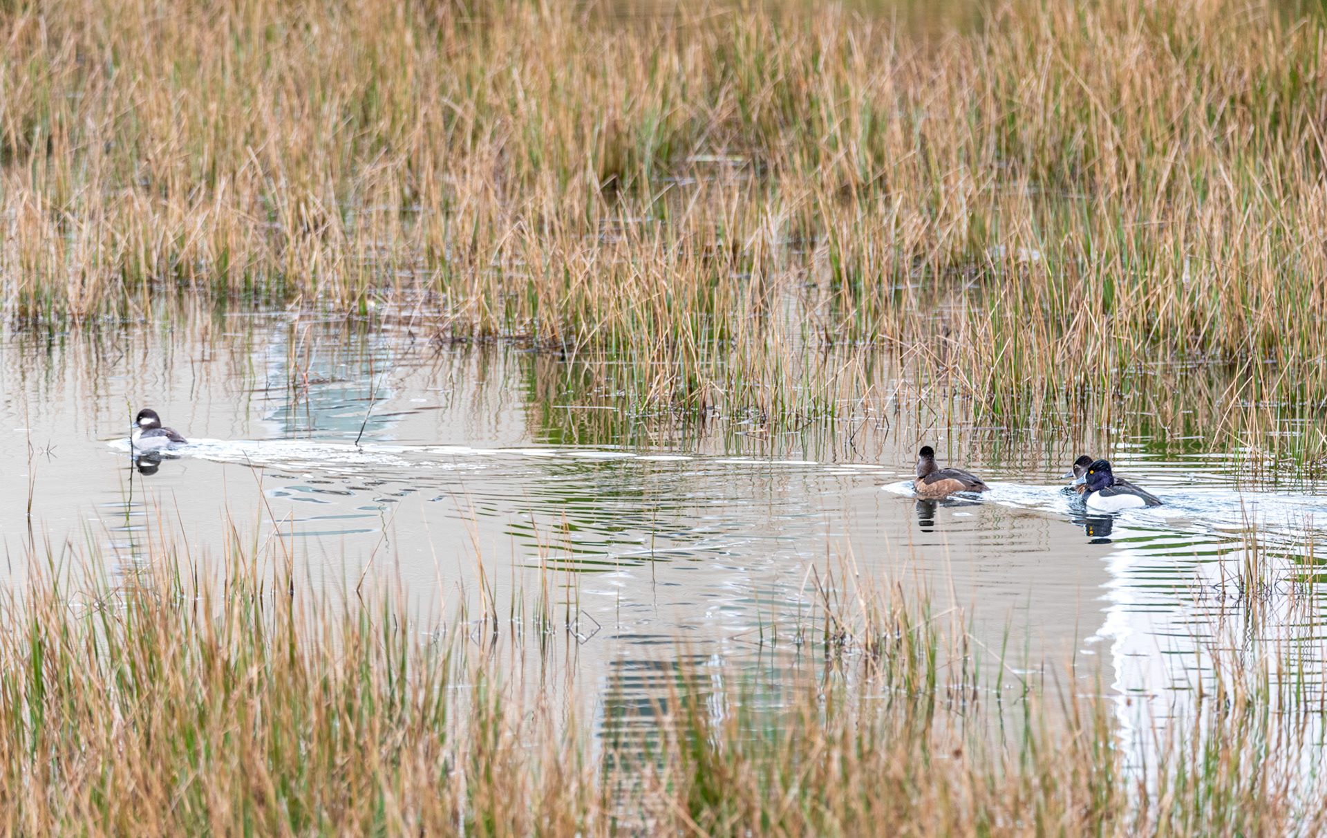 As a female Bufflehead leads the way, a group of both female and male Ring-necked Duck follow in her wake.