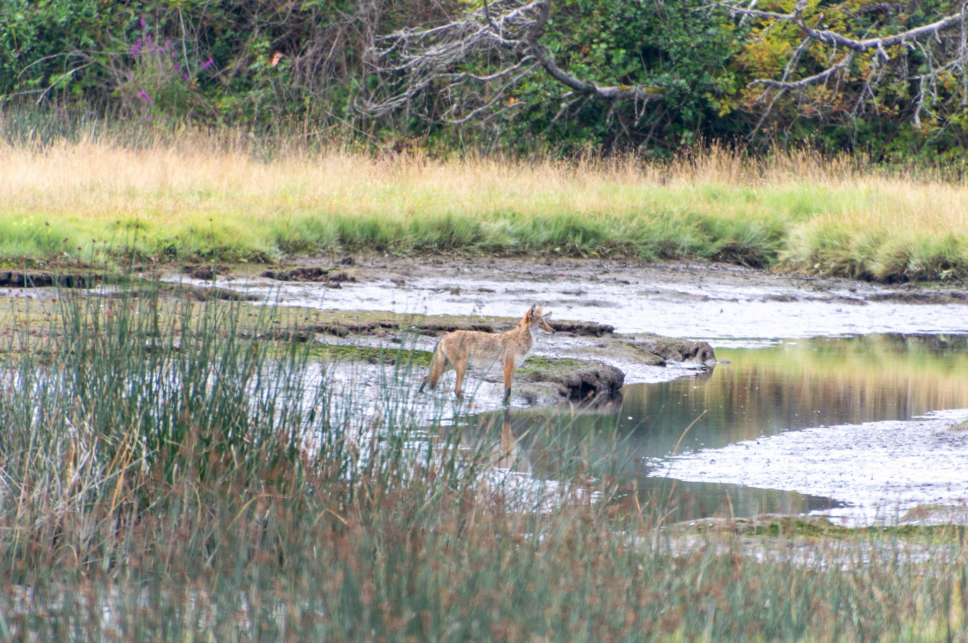 A coyote scans the Edmonds Wetlands for its next meal