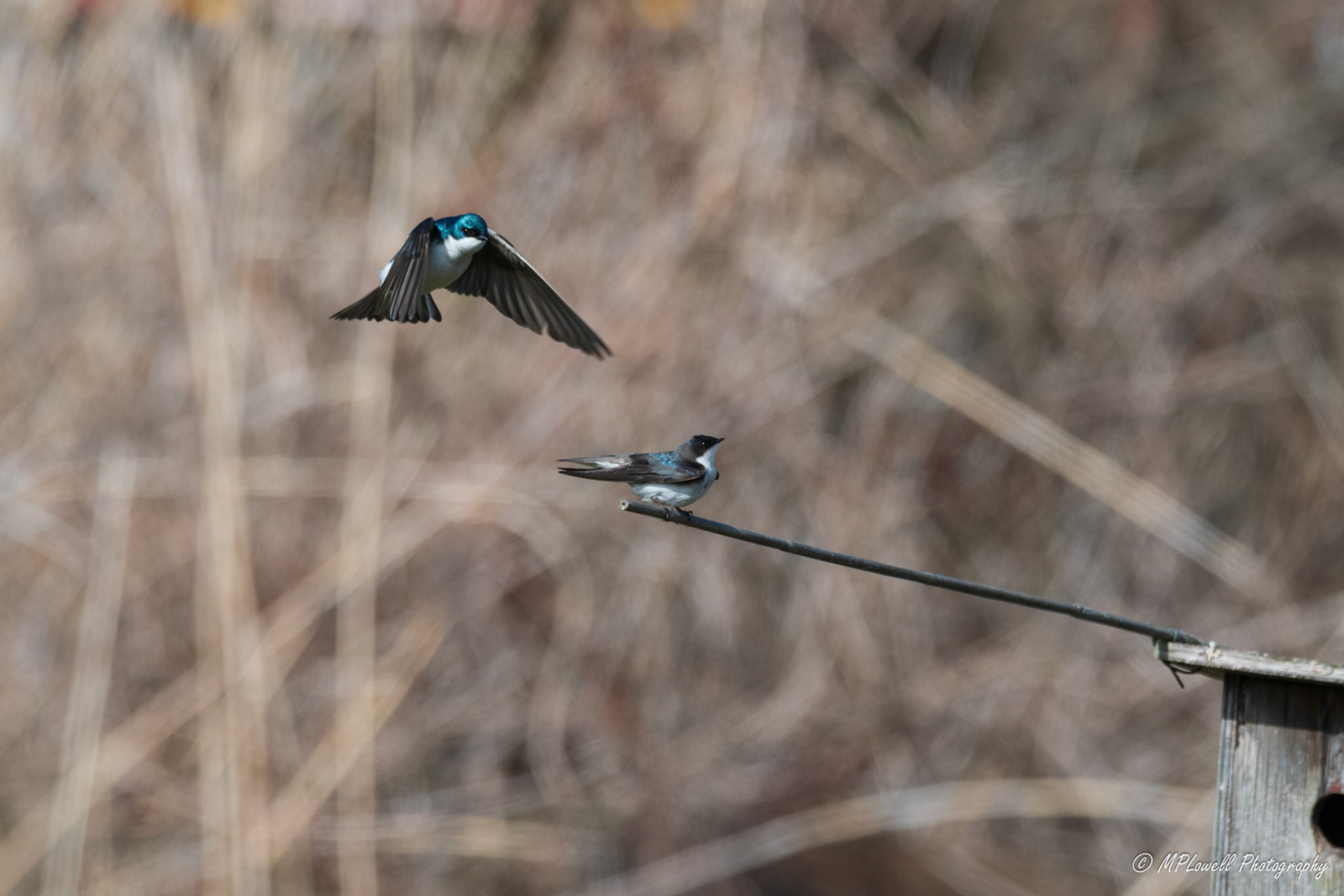 Scenes of Spring at the Edmonds Marsh