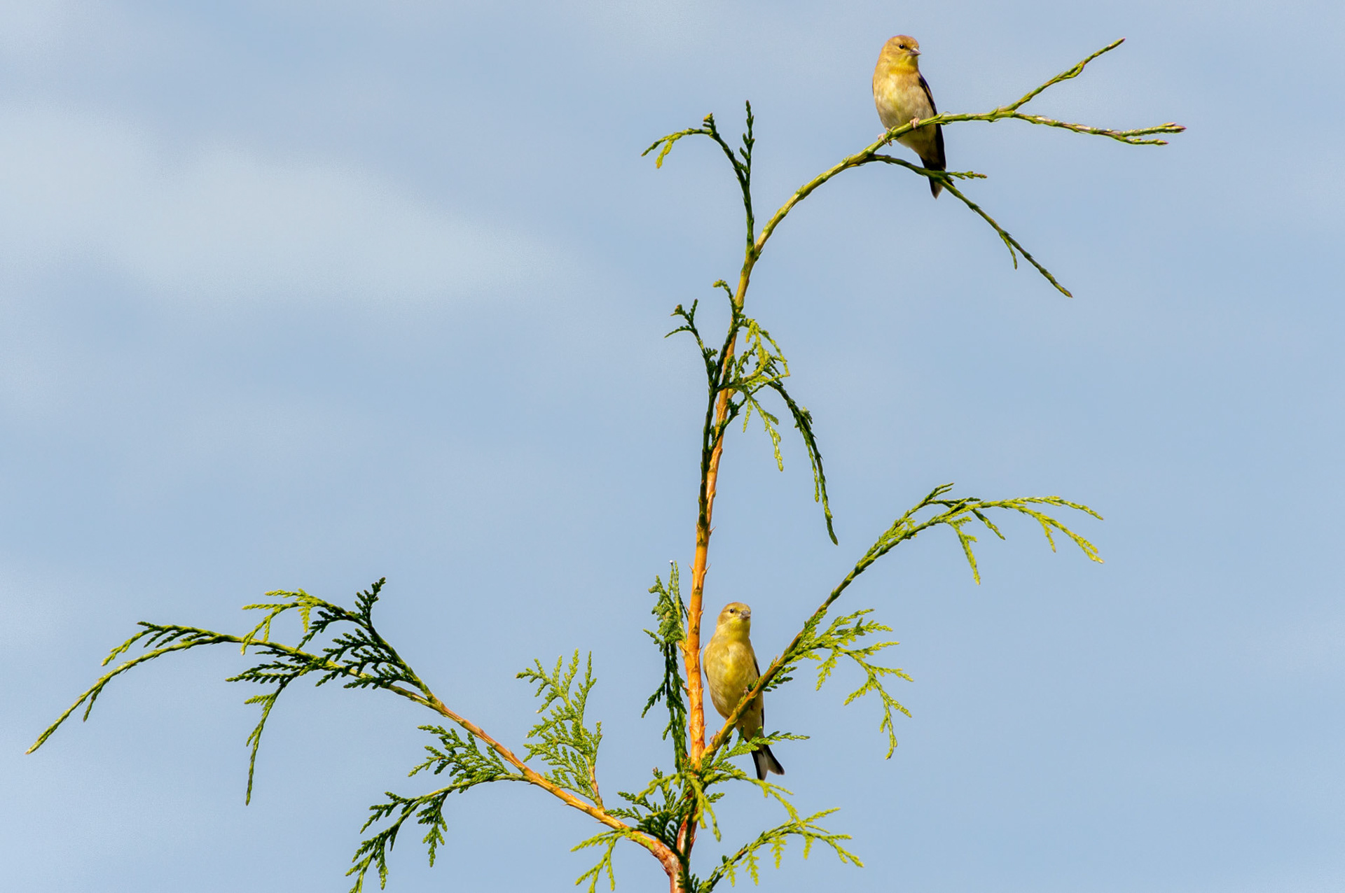 Male Western Tangers on Cedar Tree