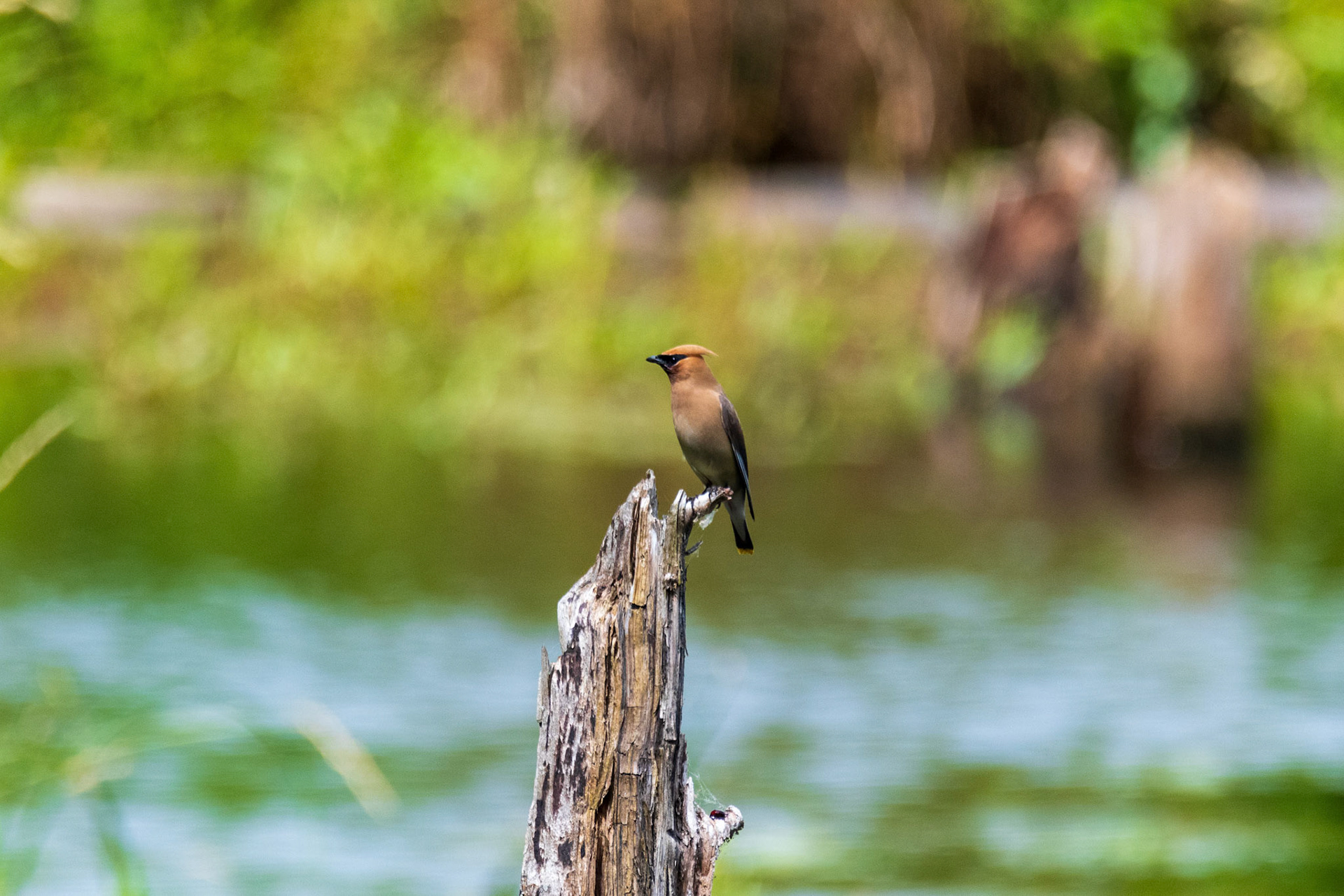 One of my favorite birds, always fierce looking.