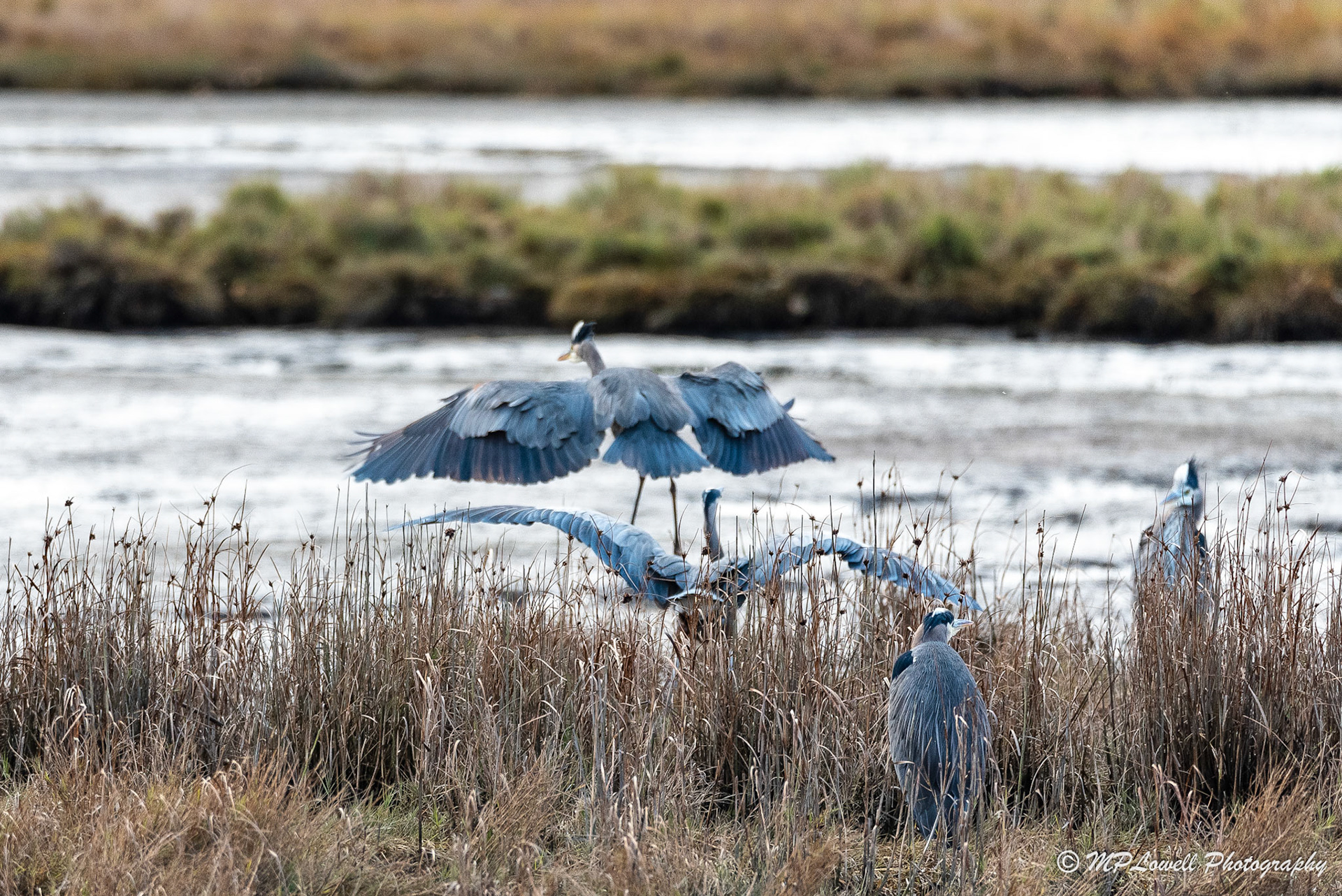 Chased off!