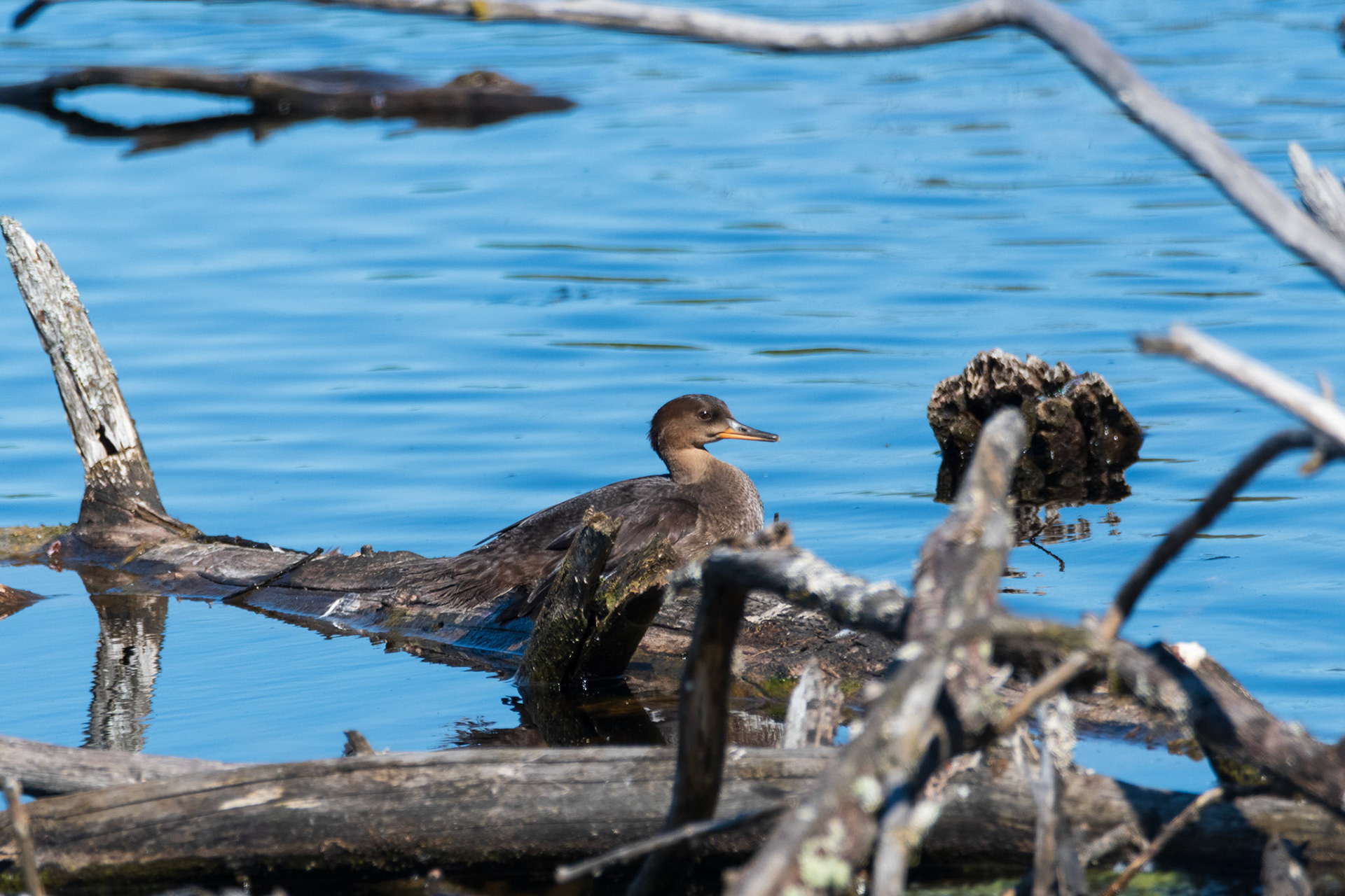 Saw this one at the Mill Creek wetlands