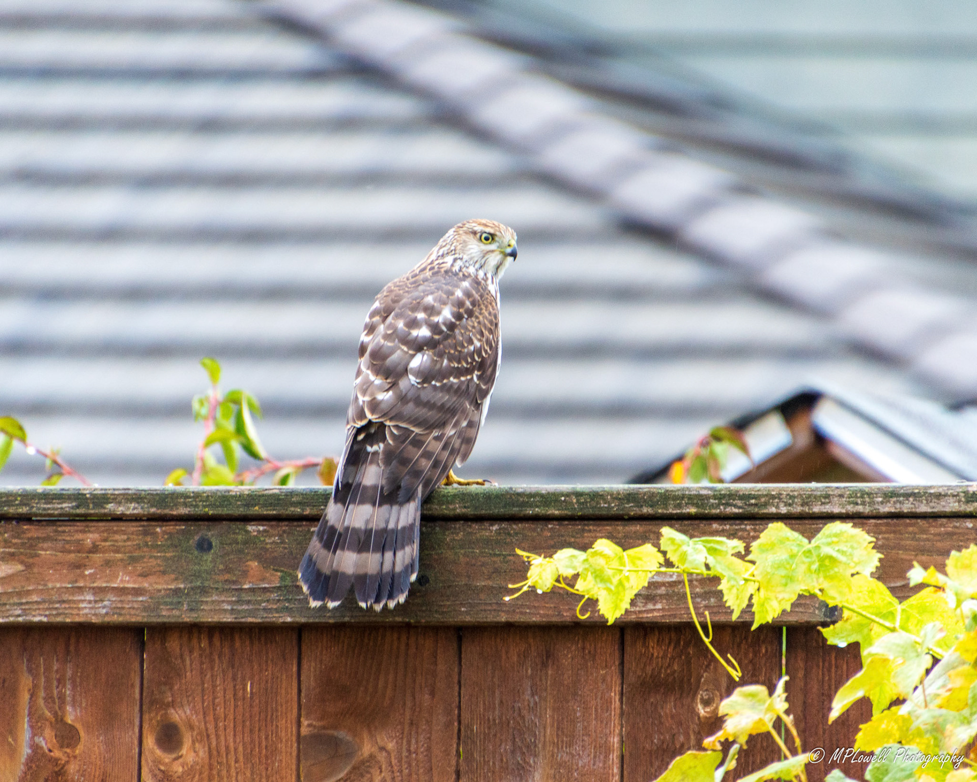 A recent fall visitor to the backyard, this young Coopers Hawk looks for prey. (# 1 of 2)