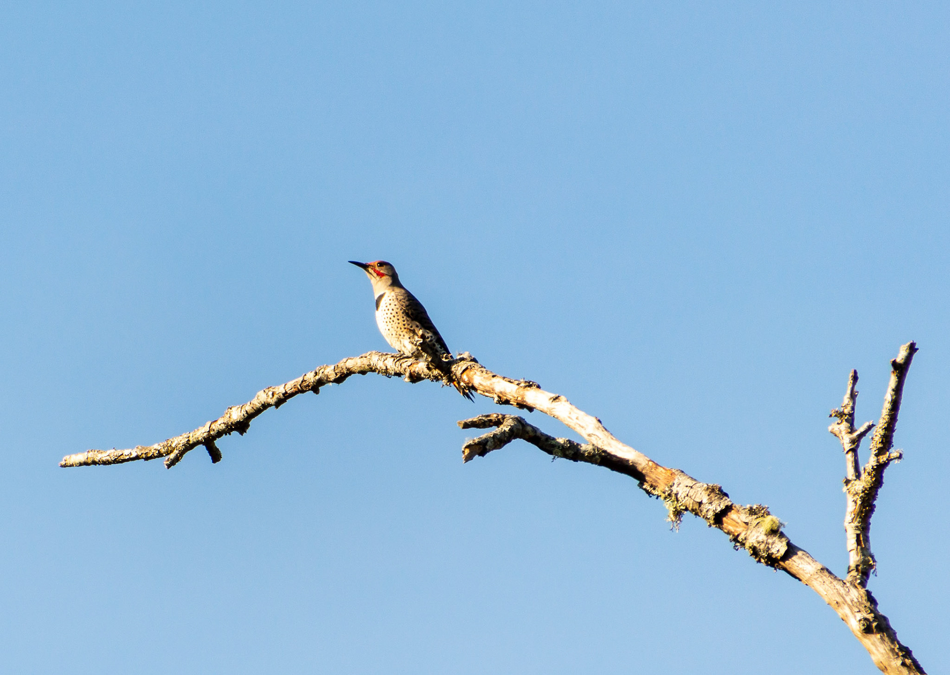 The northern flicker or common flicker is a medium-sized bird of the woodpecker family.