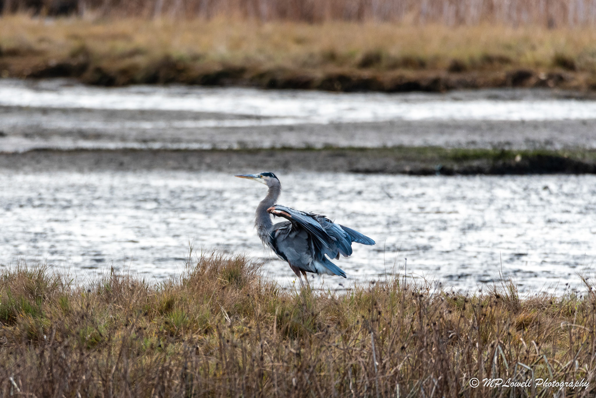 A lone Blue heron spies a rival