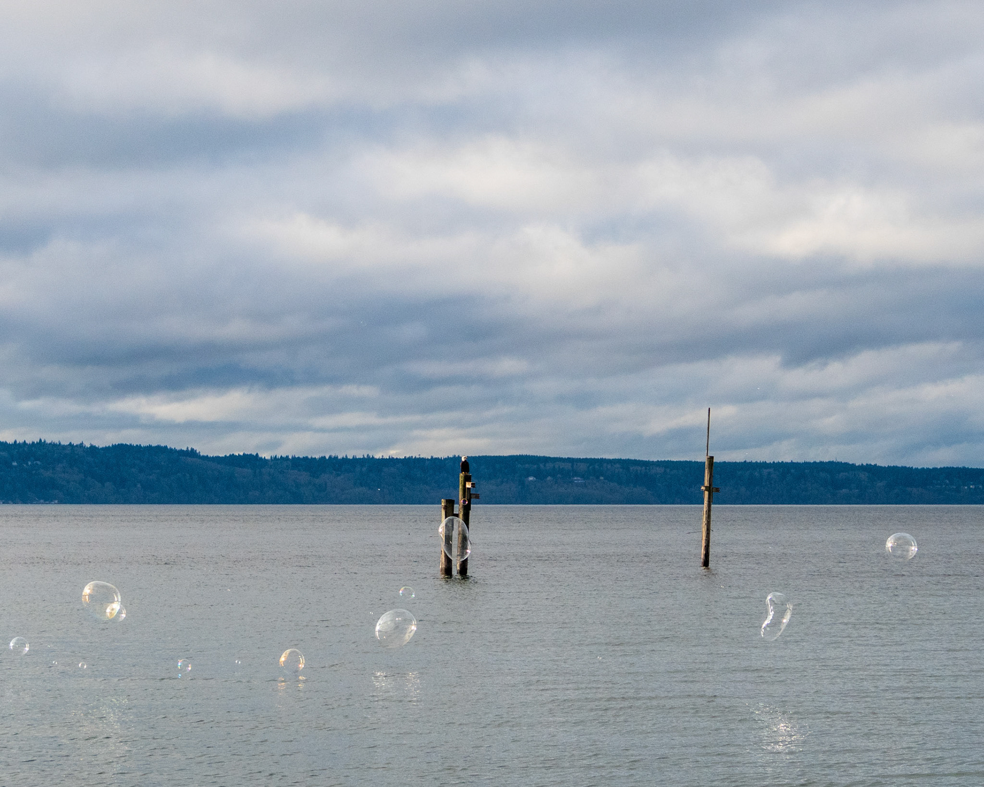 A lone Eagle sits on a old pier along the Edmonds Waterfront while Bubbles float bye