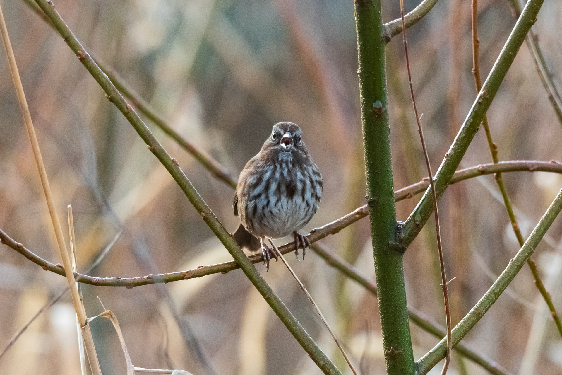 A Song Sparrow decided to sing its song to me or it seemed...
