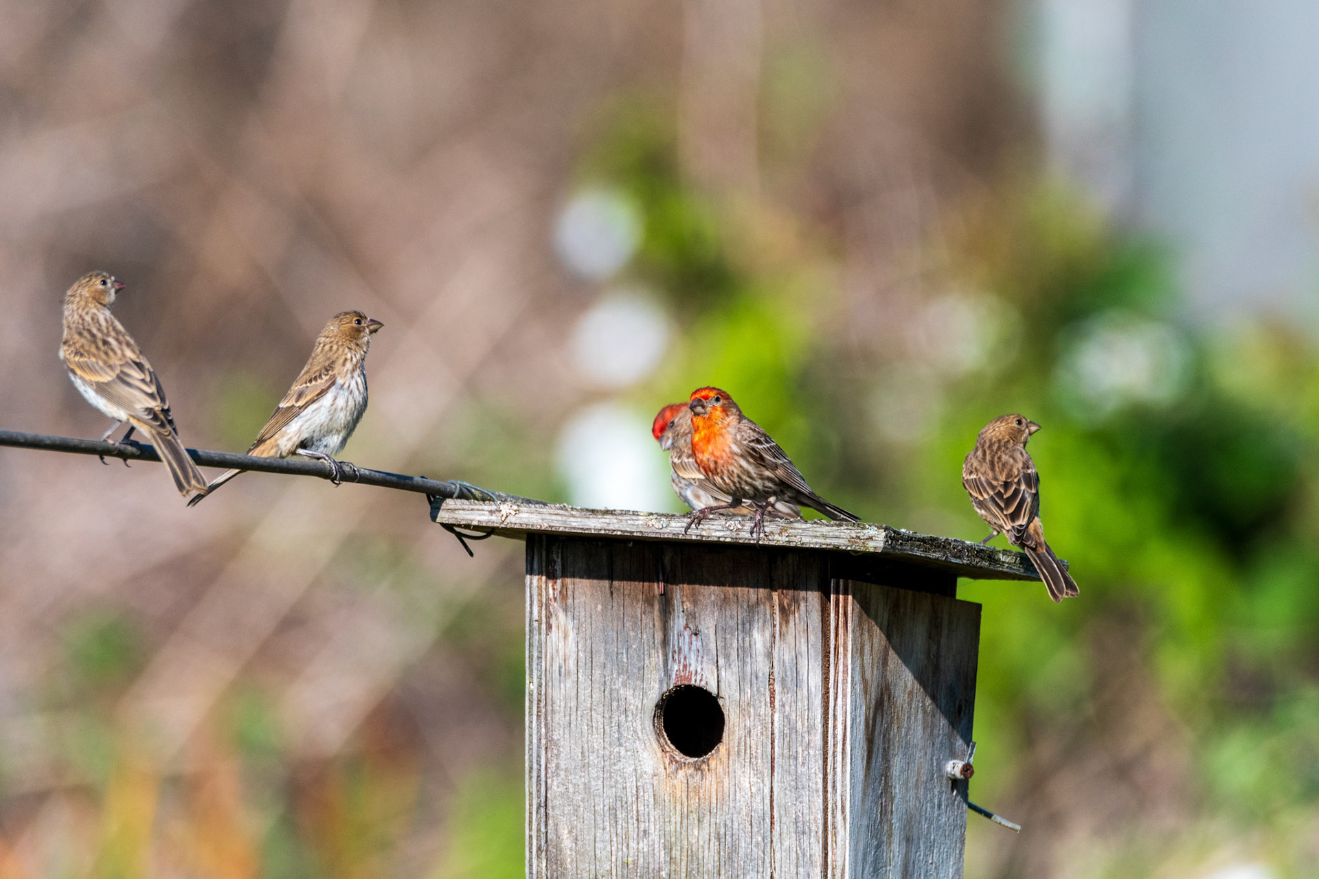 Captured at the Edmonds Marsh Wetlands