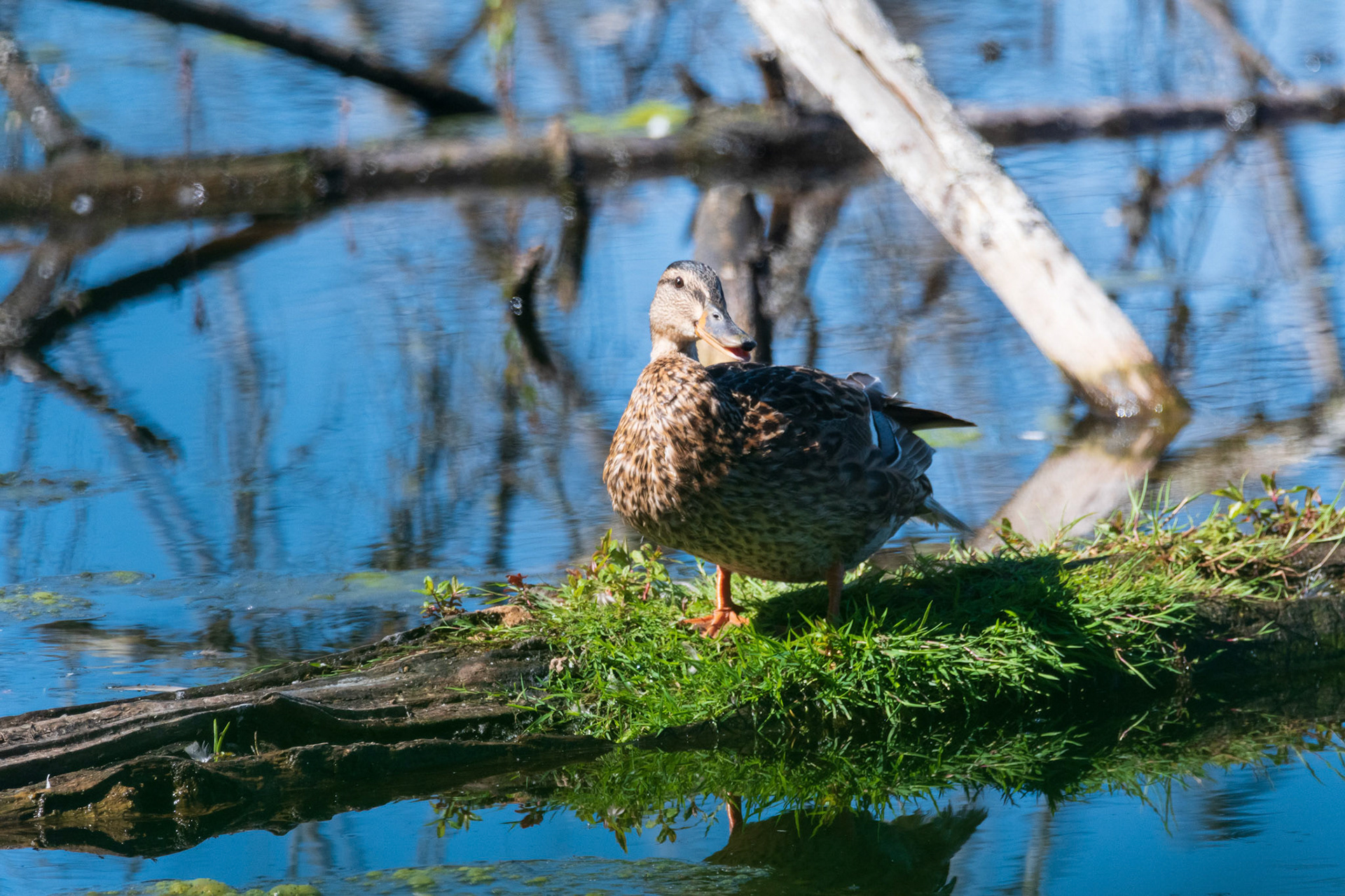 Mallard Duck on grass on log on water