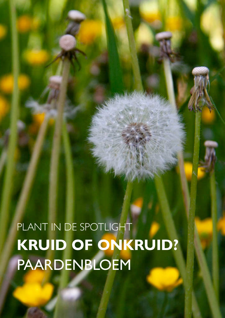 BRUL! (2023)