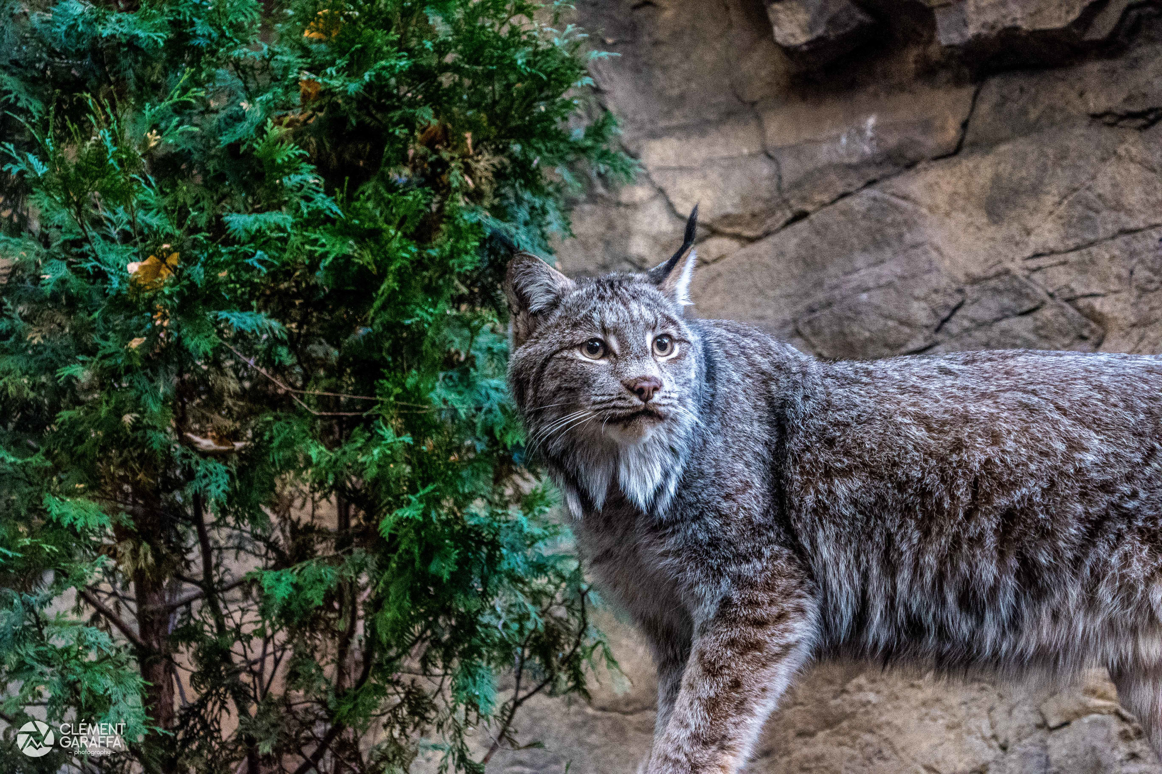 Lynx, Montreal, 2017