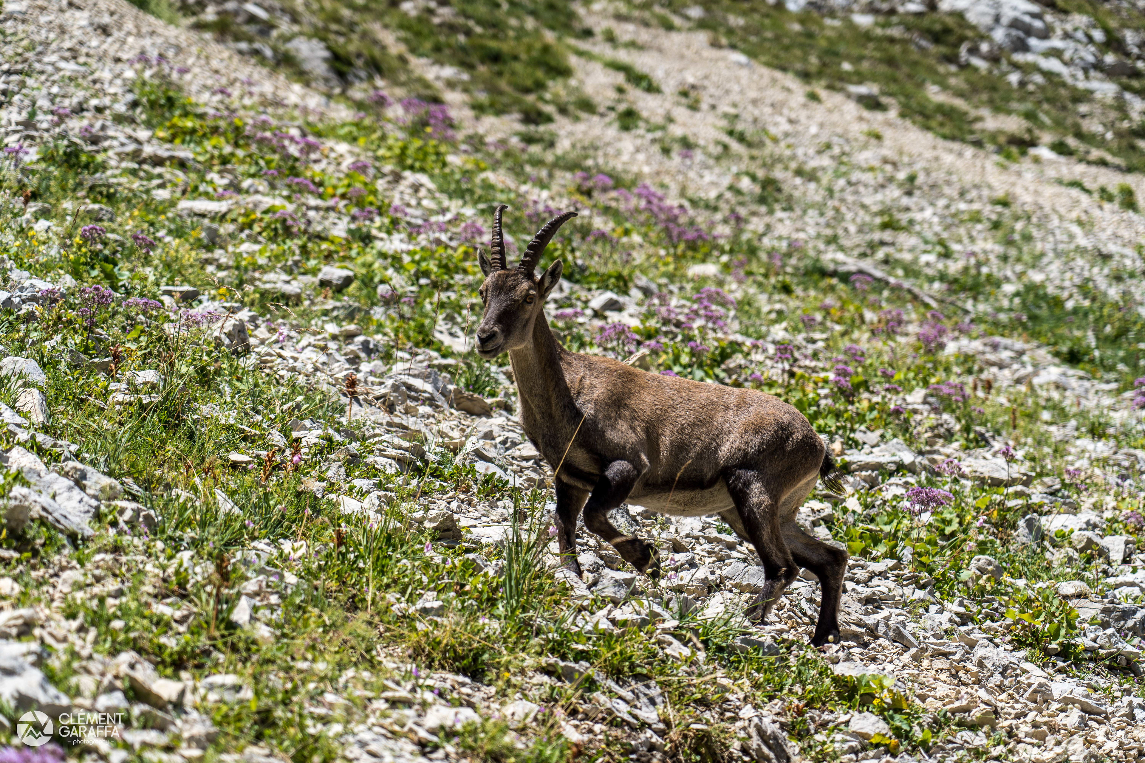 Jeune bouquetin, Vercors, 2020