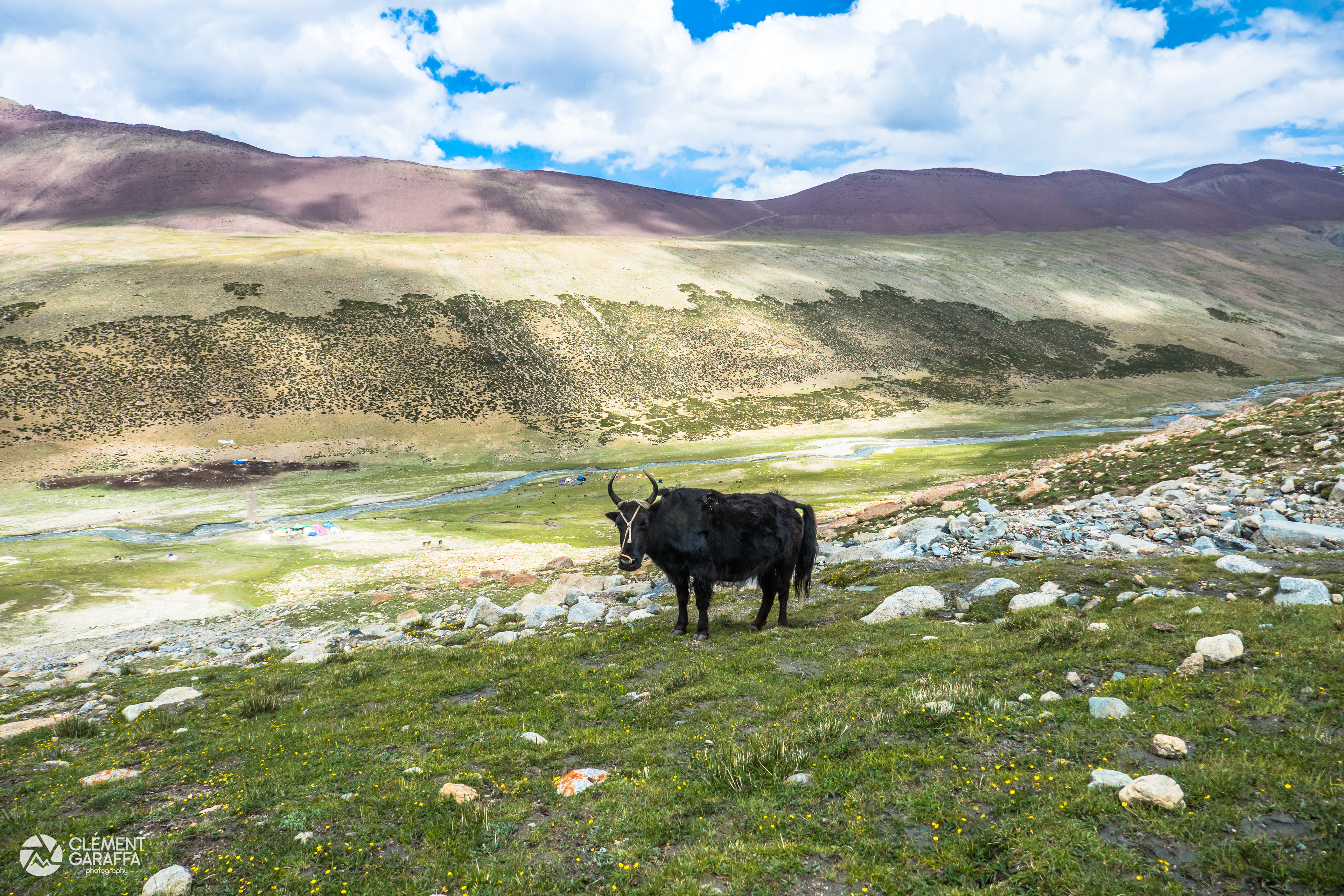 Yak, Ladakh, Inde, 2017