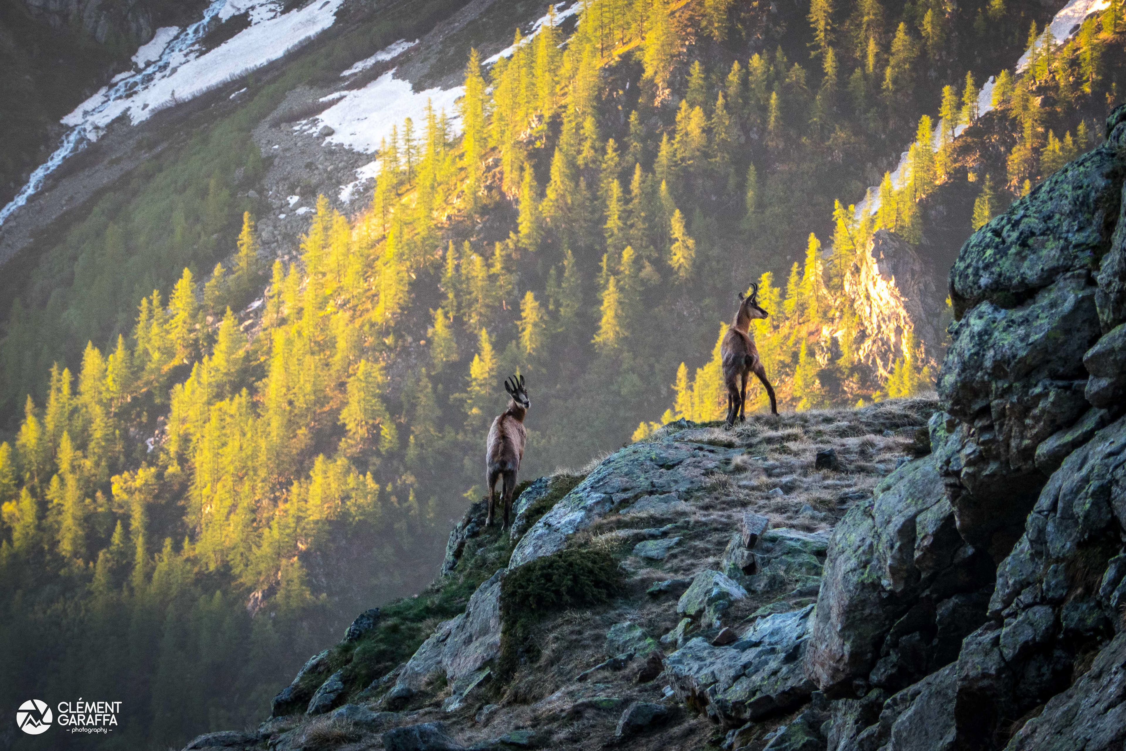 Jeunes chamois, Massif des Écrins, 2019