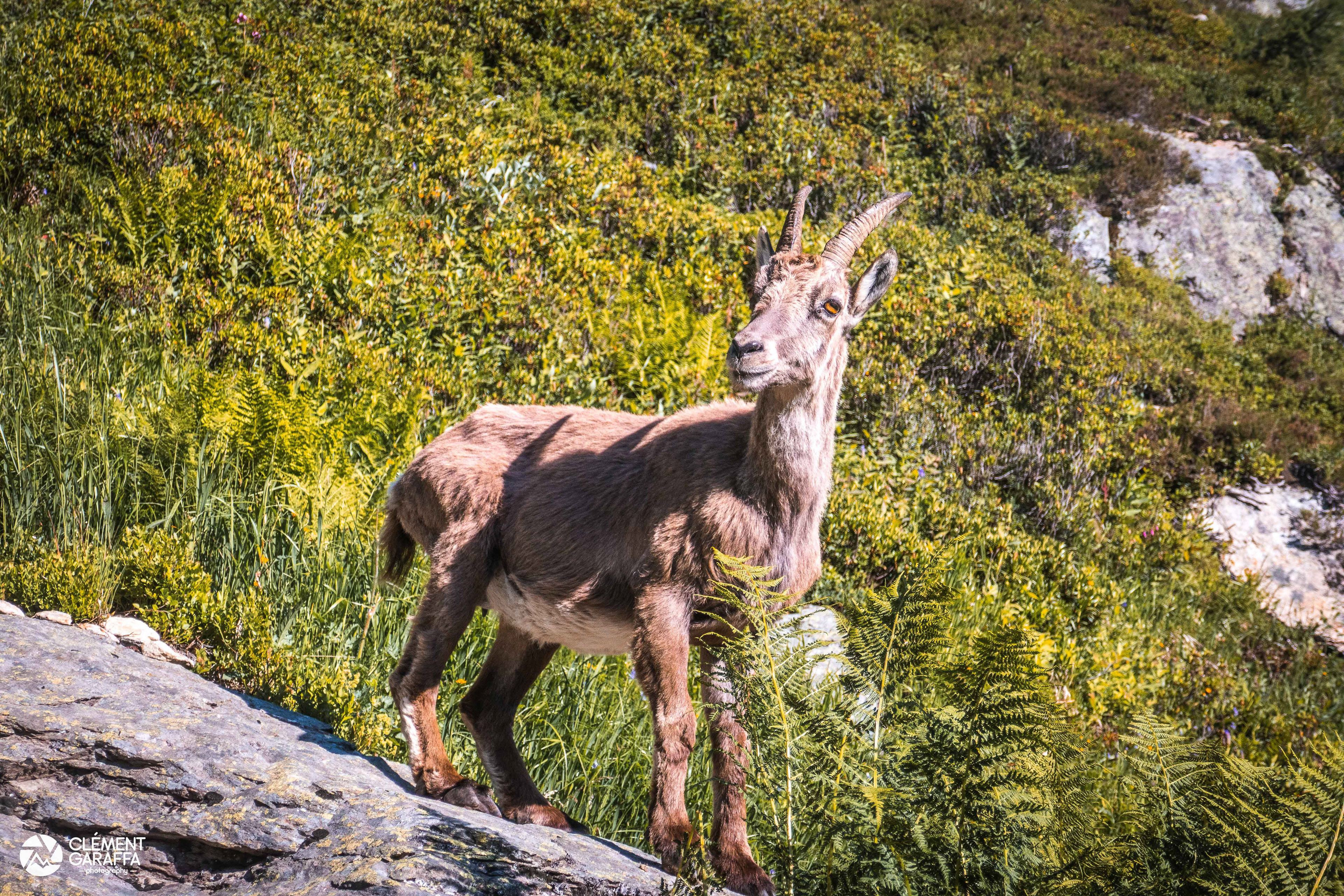 Jeune bouquetin, Aiguilles Rouges, 2019