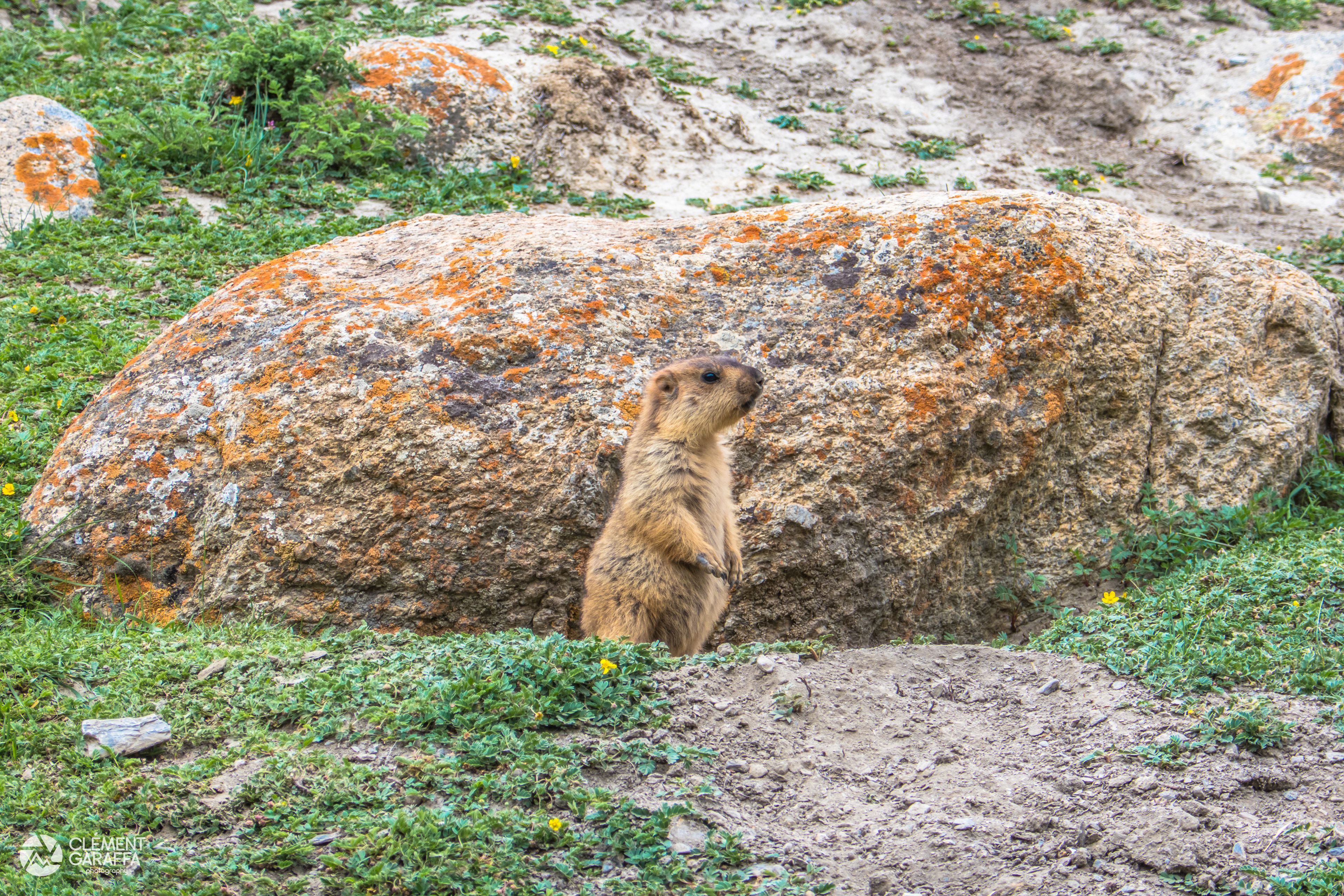 Marmotton, Ladakh, Inde, 2017