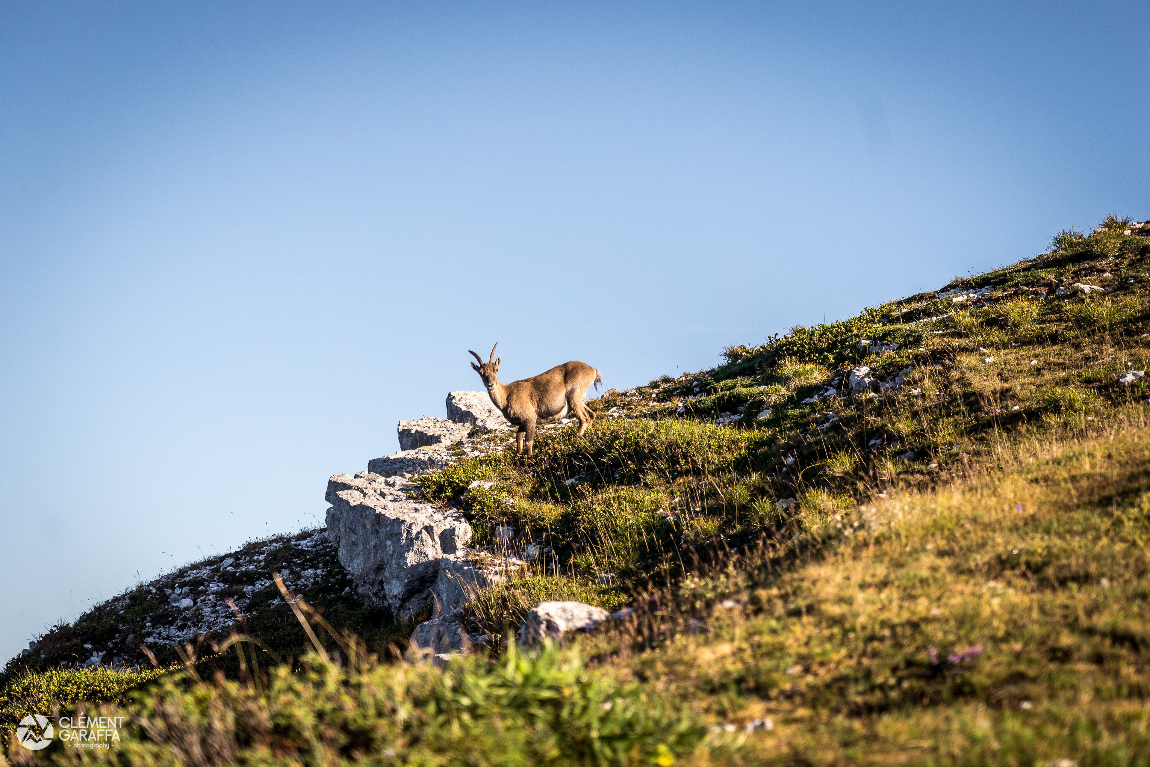 Jeune bouquetin, Pinet, Chartreuse, 2020