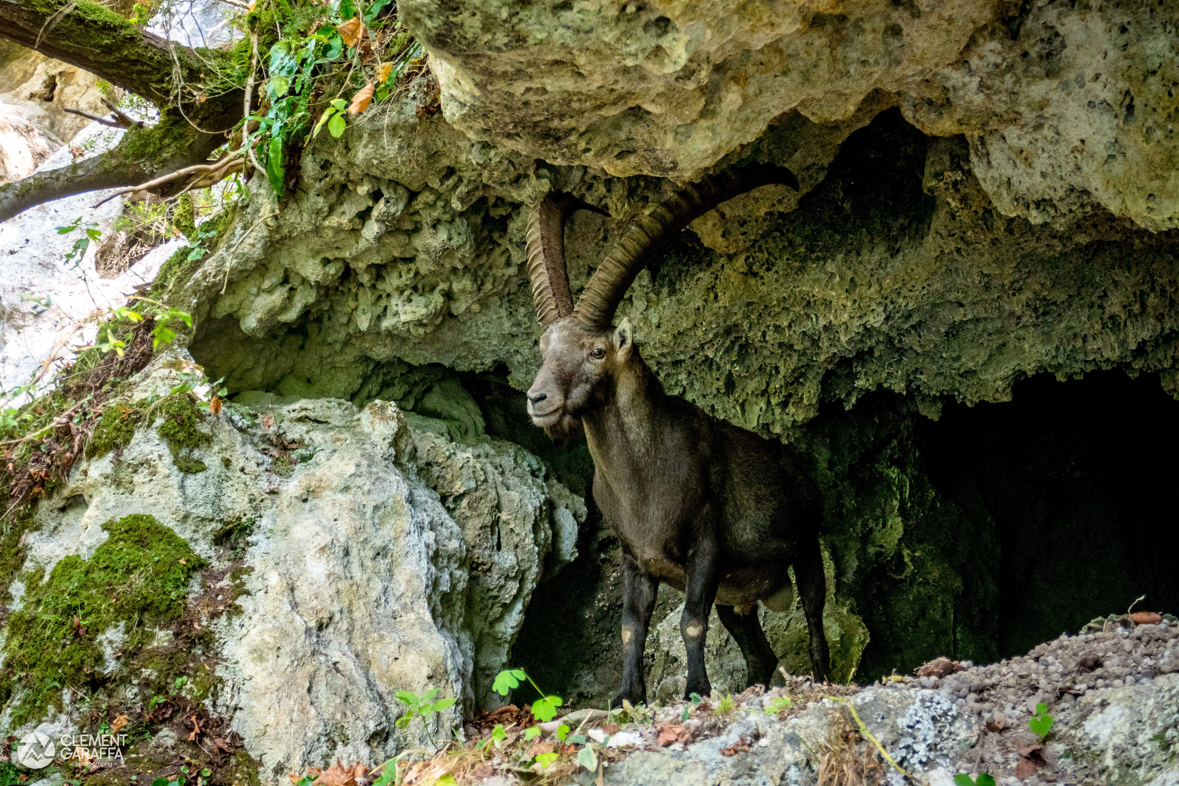 Majestueux mâle bouquetin, Vercors, 2020