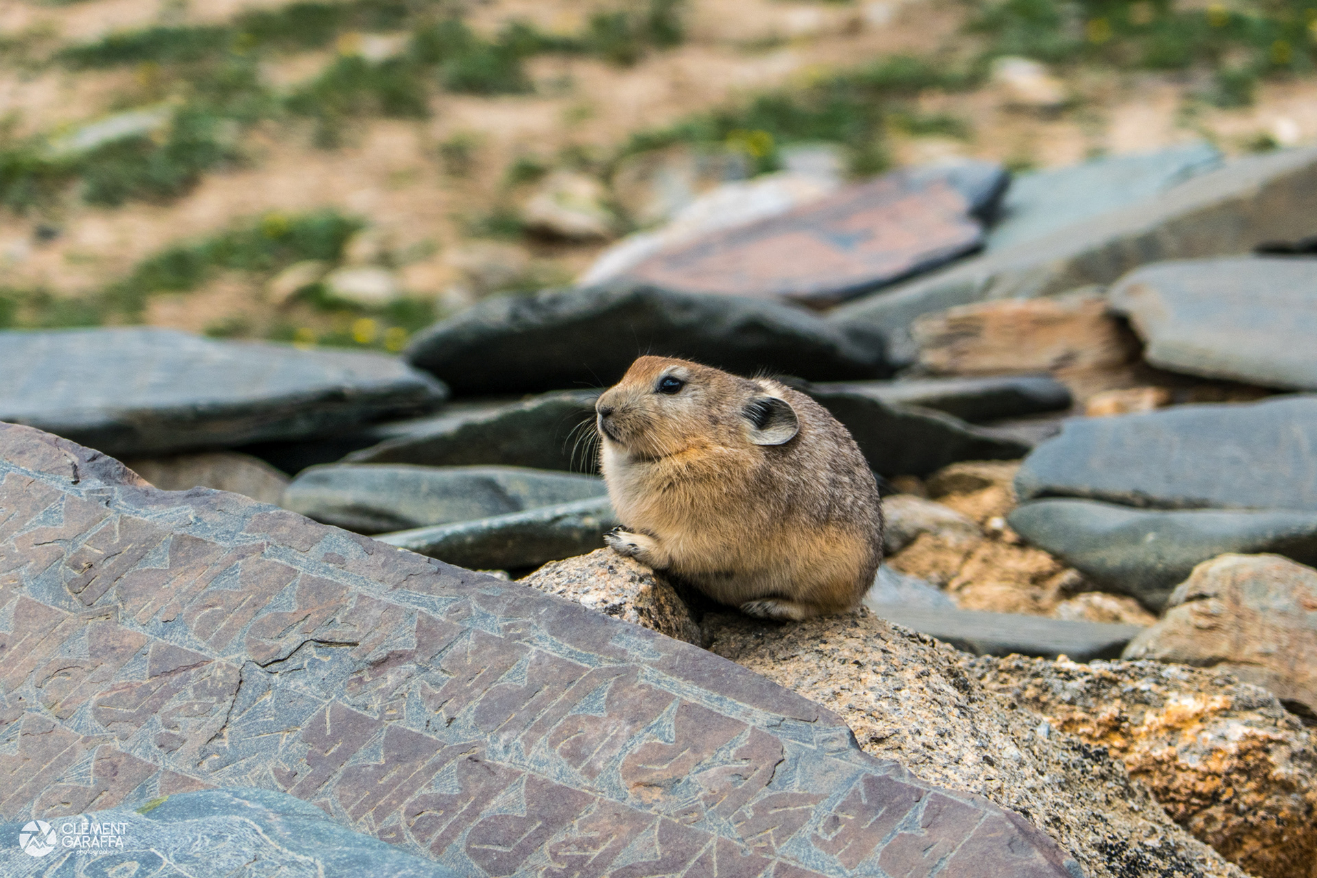 Pika