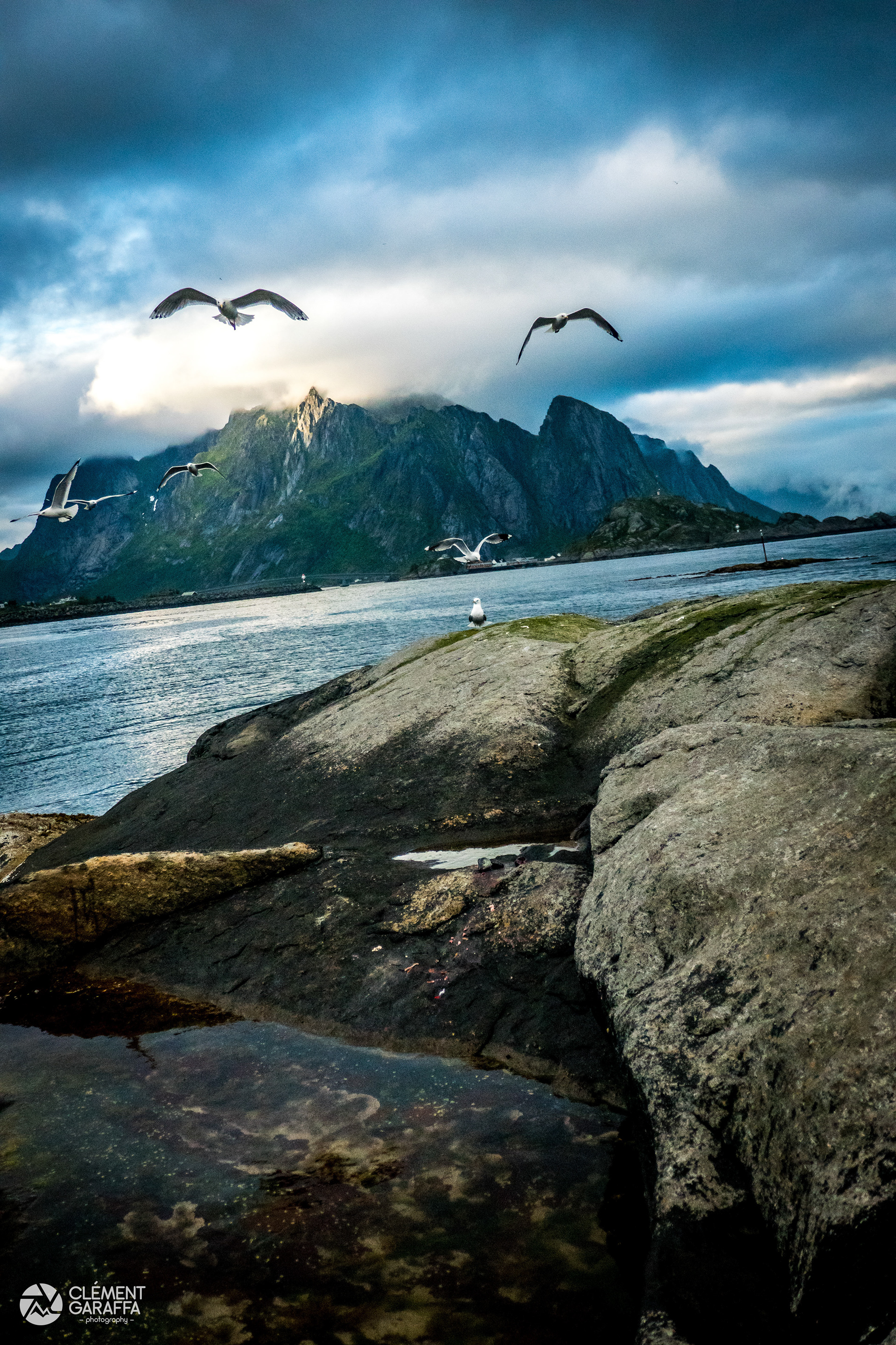 Goéland, Lofoten, 2018