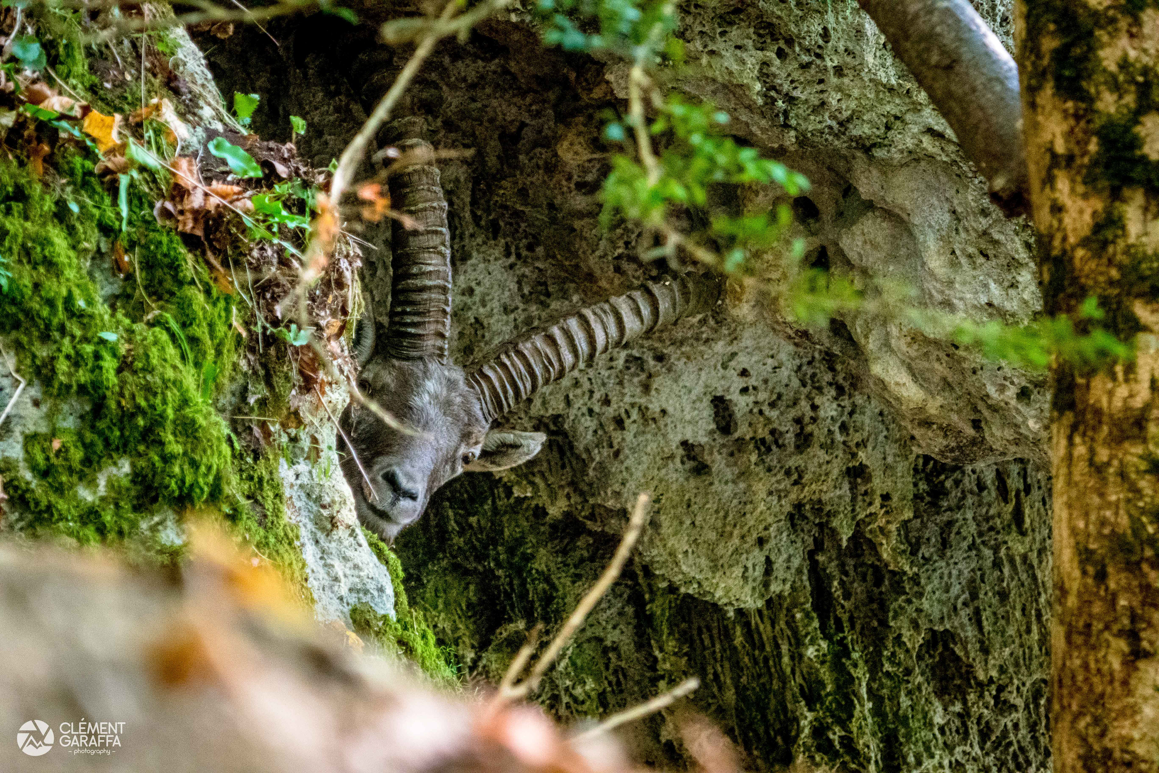 Majestueux mâle bouquetin, Vercors, 2020