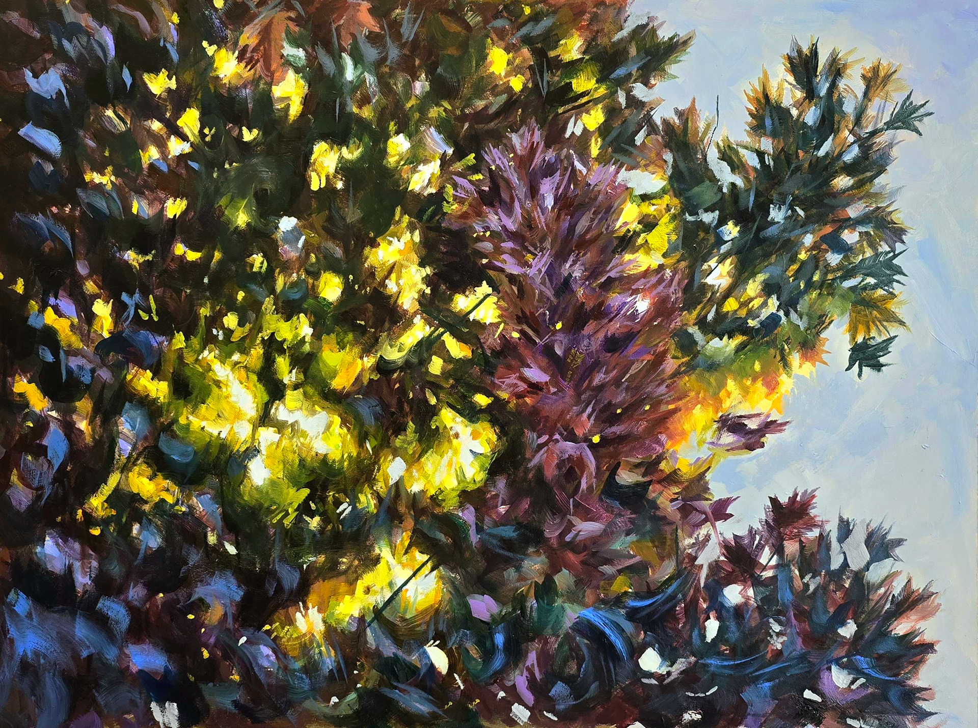 Crimson Maple,  17x24in, Oil on Panel, July 2025