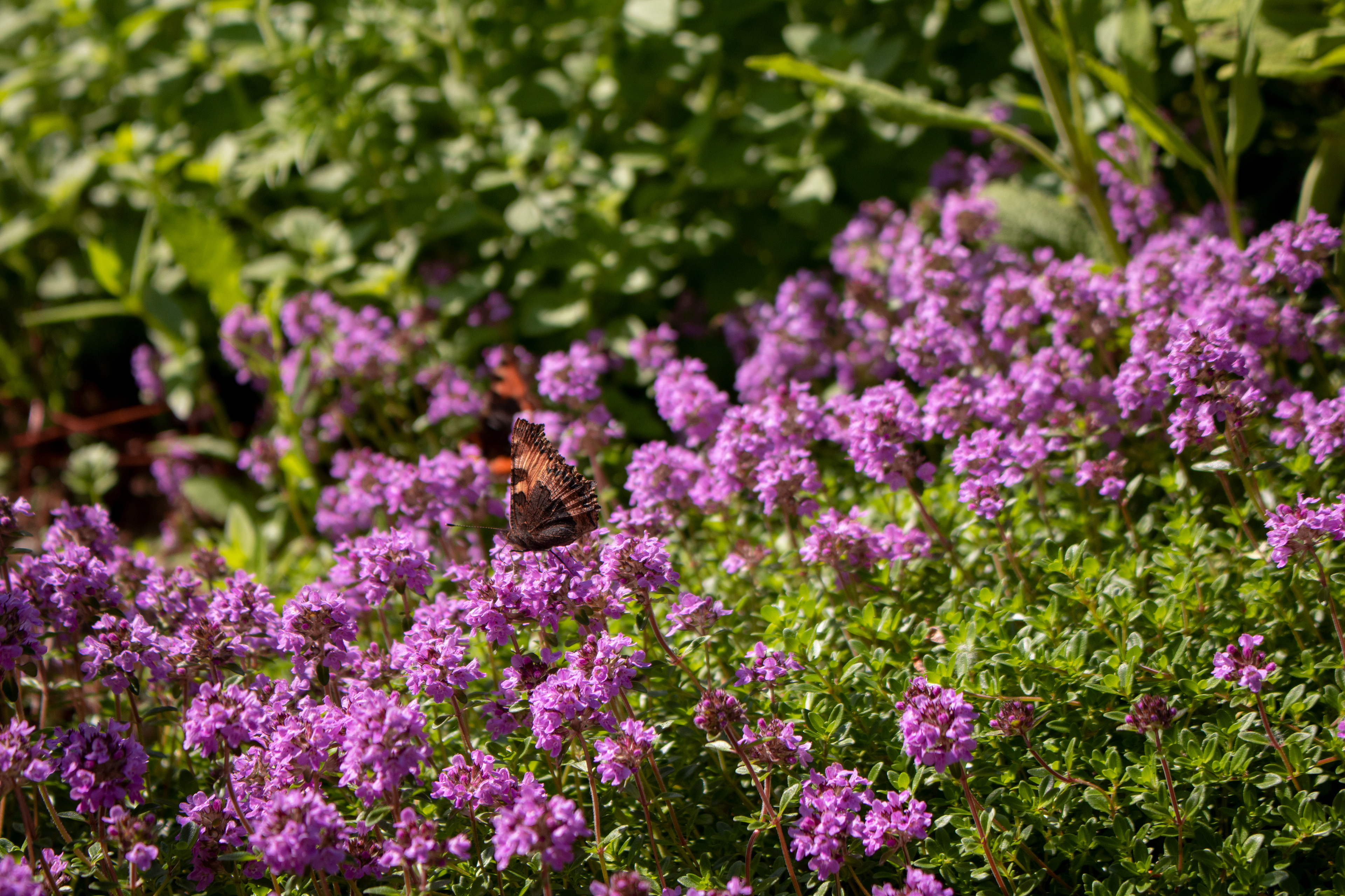 Butterfly in Denmark, 2021