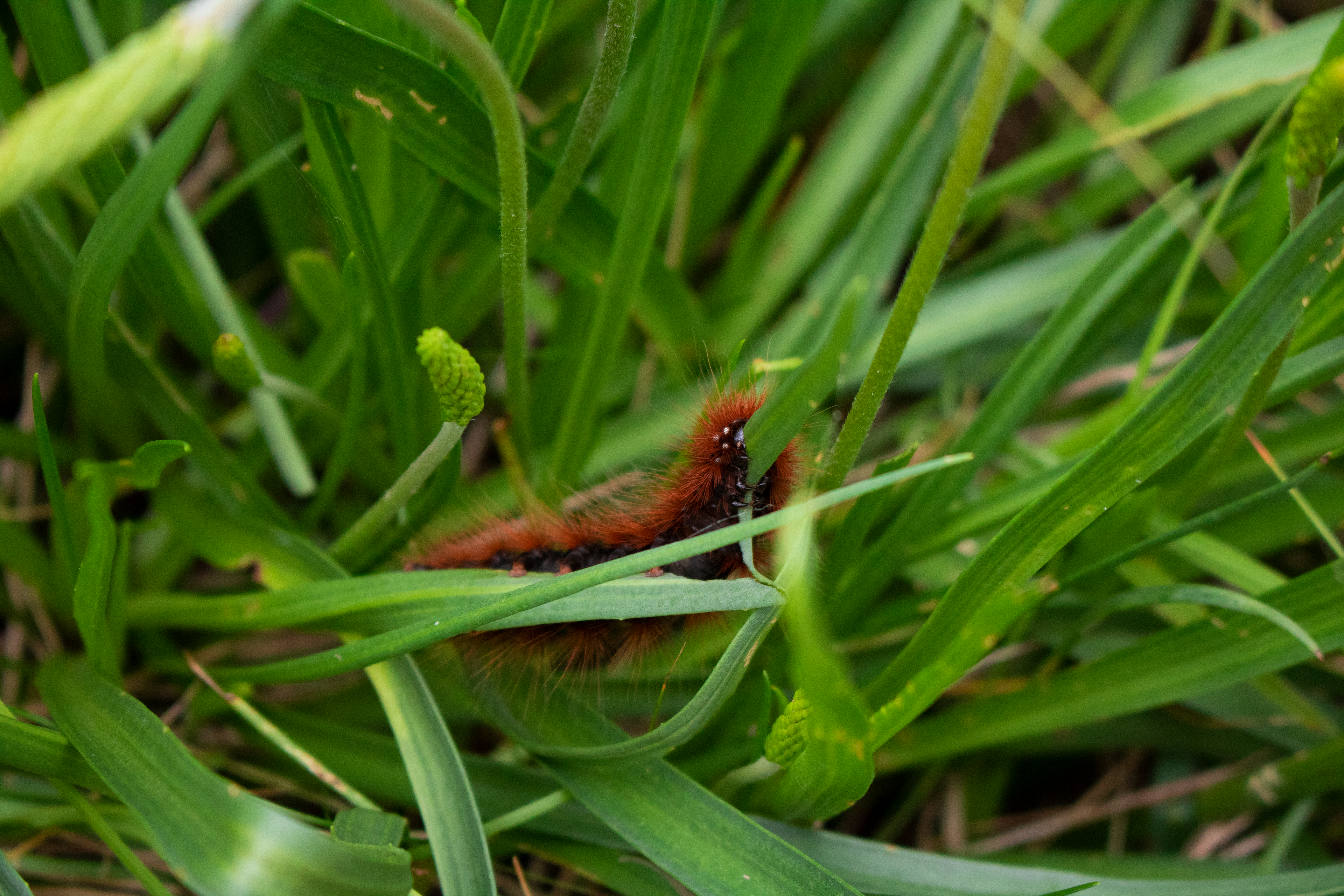 Caterpillar in Denmark, likely Fox Moth, 2021