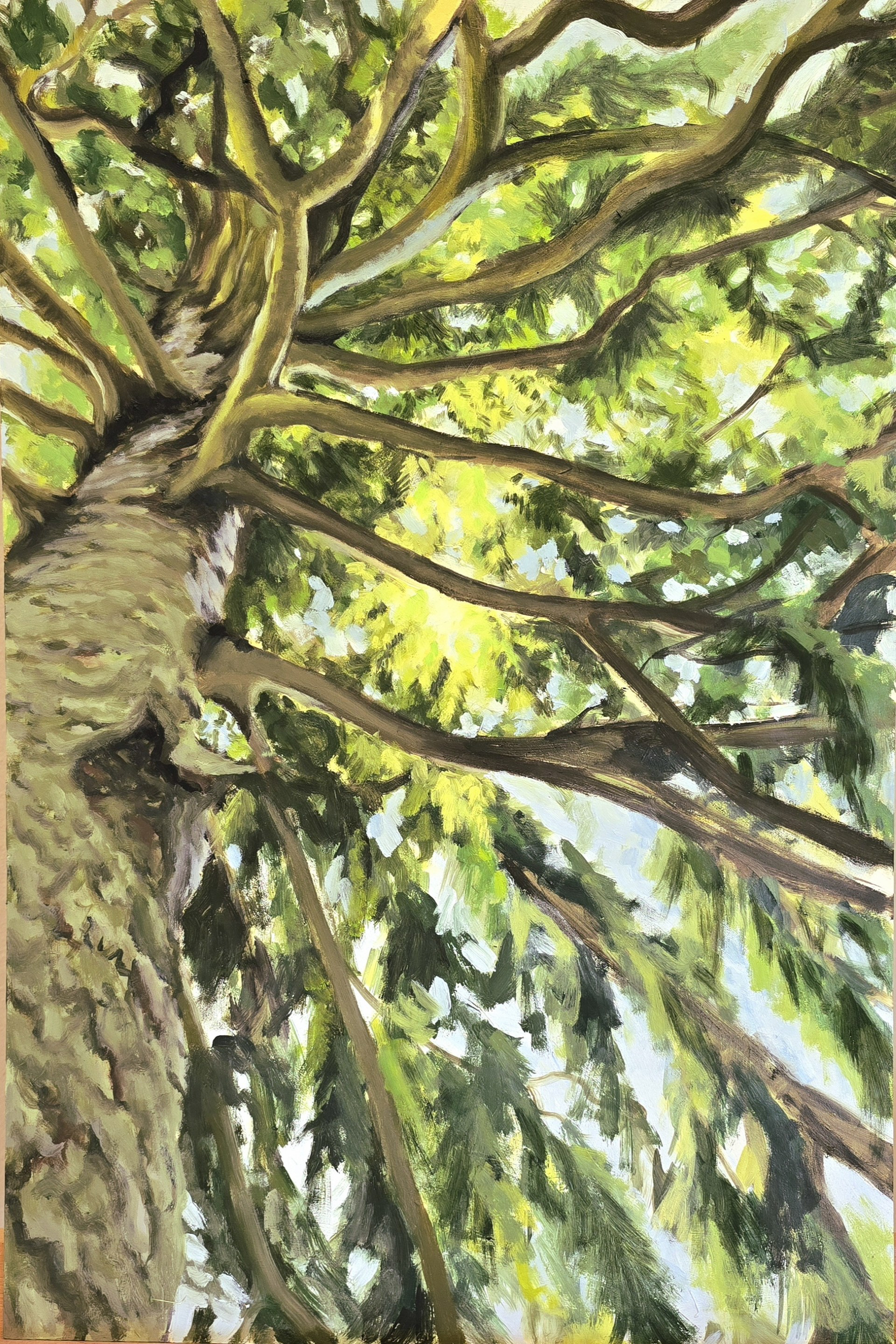 Norway Spruce, 18x24in, Oil on Panel, June 2025