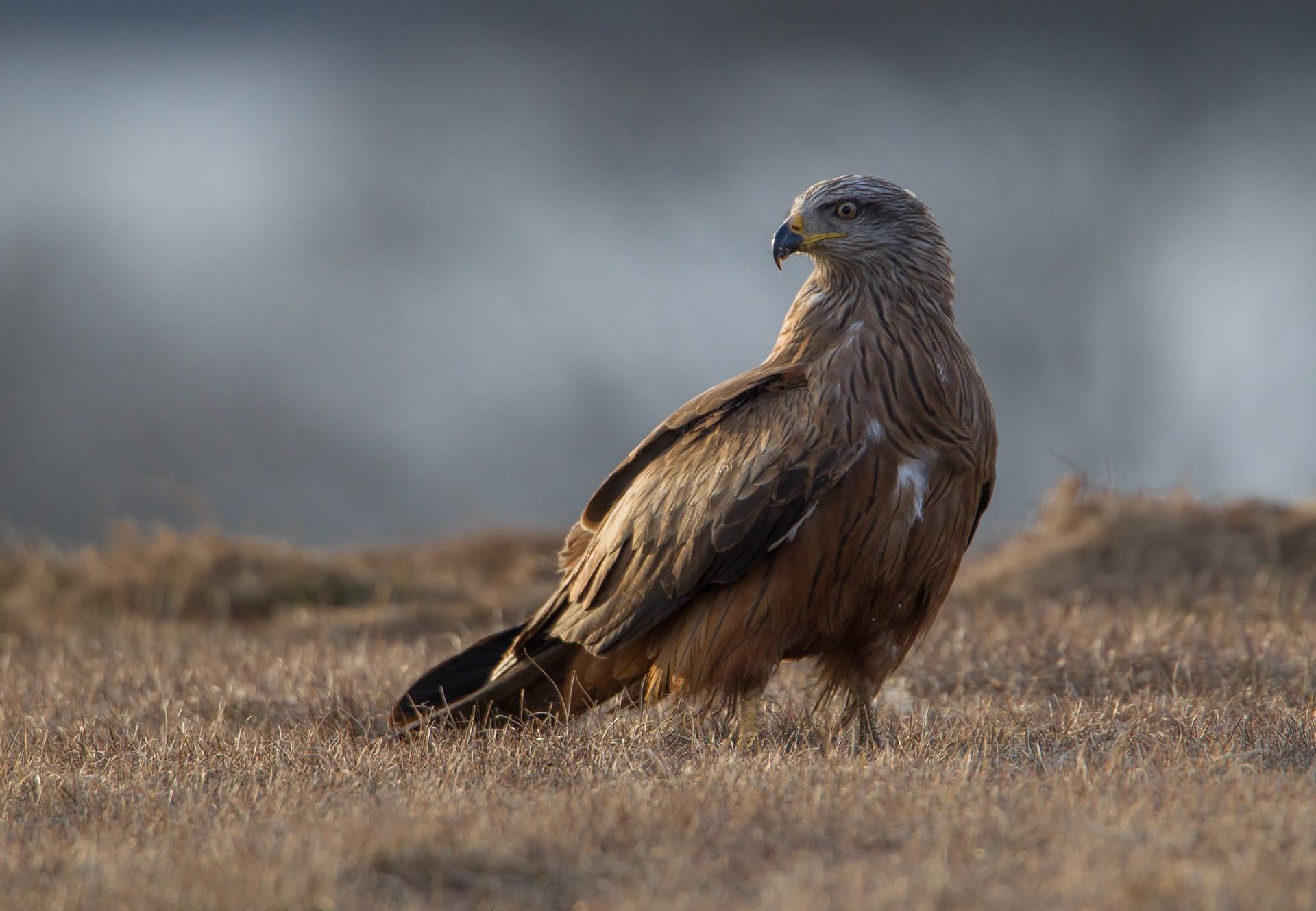 Black kite