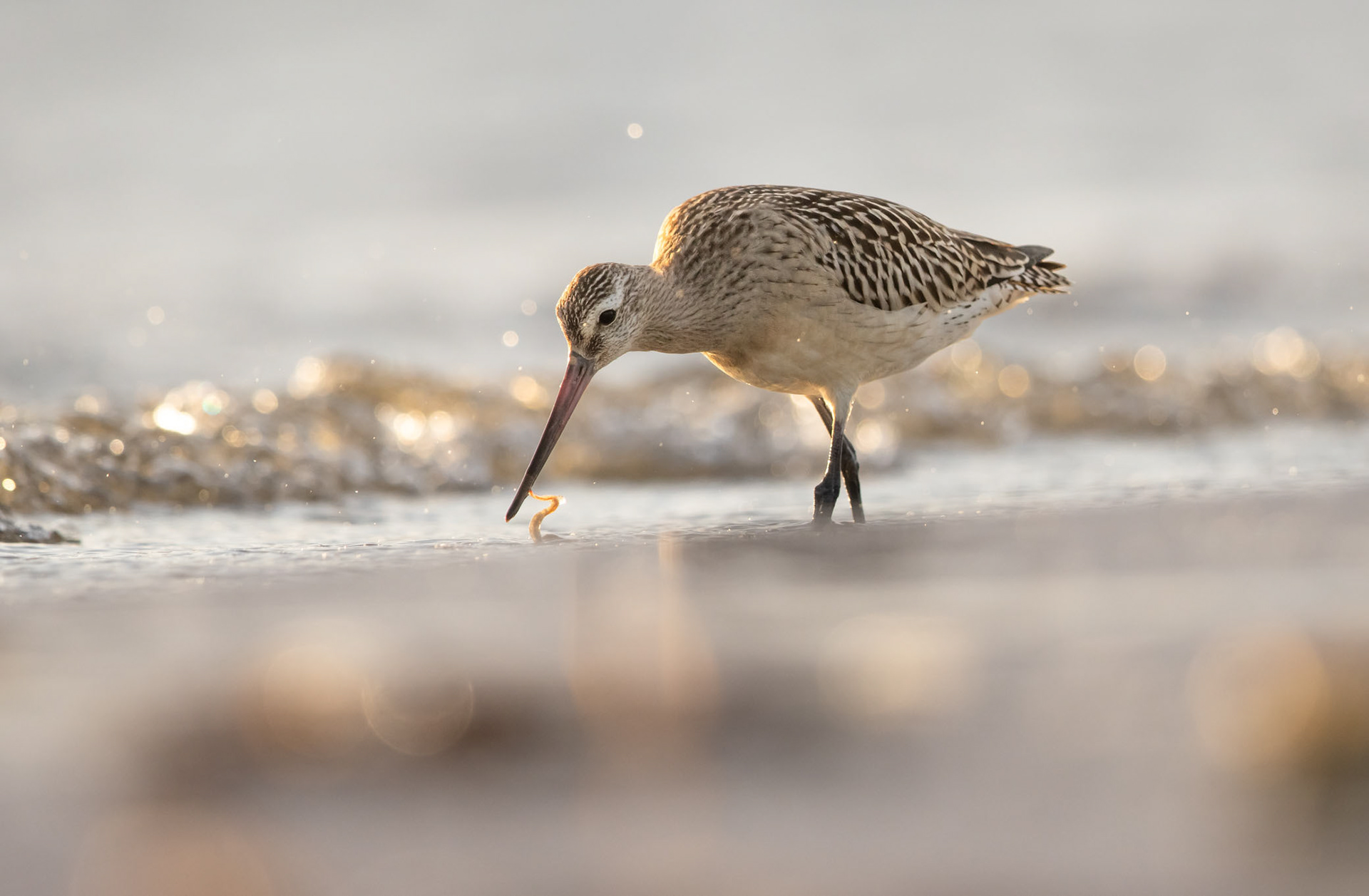 Bar-tailed godwit [Limosa lapponica]