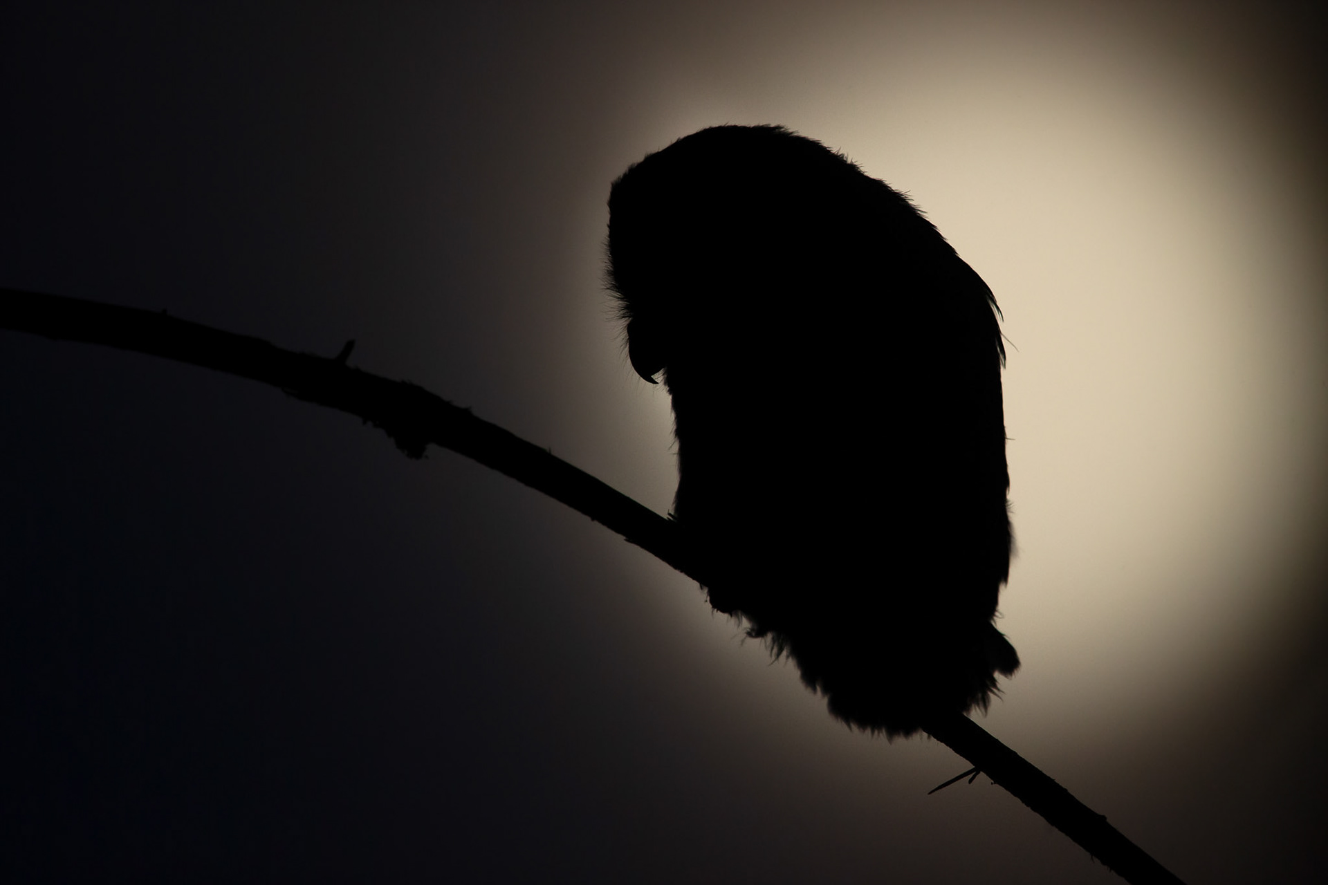 Tengmalm's owl in moonlight