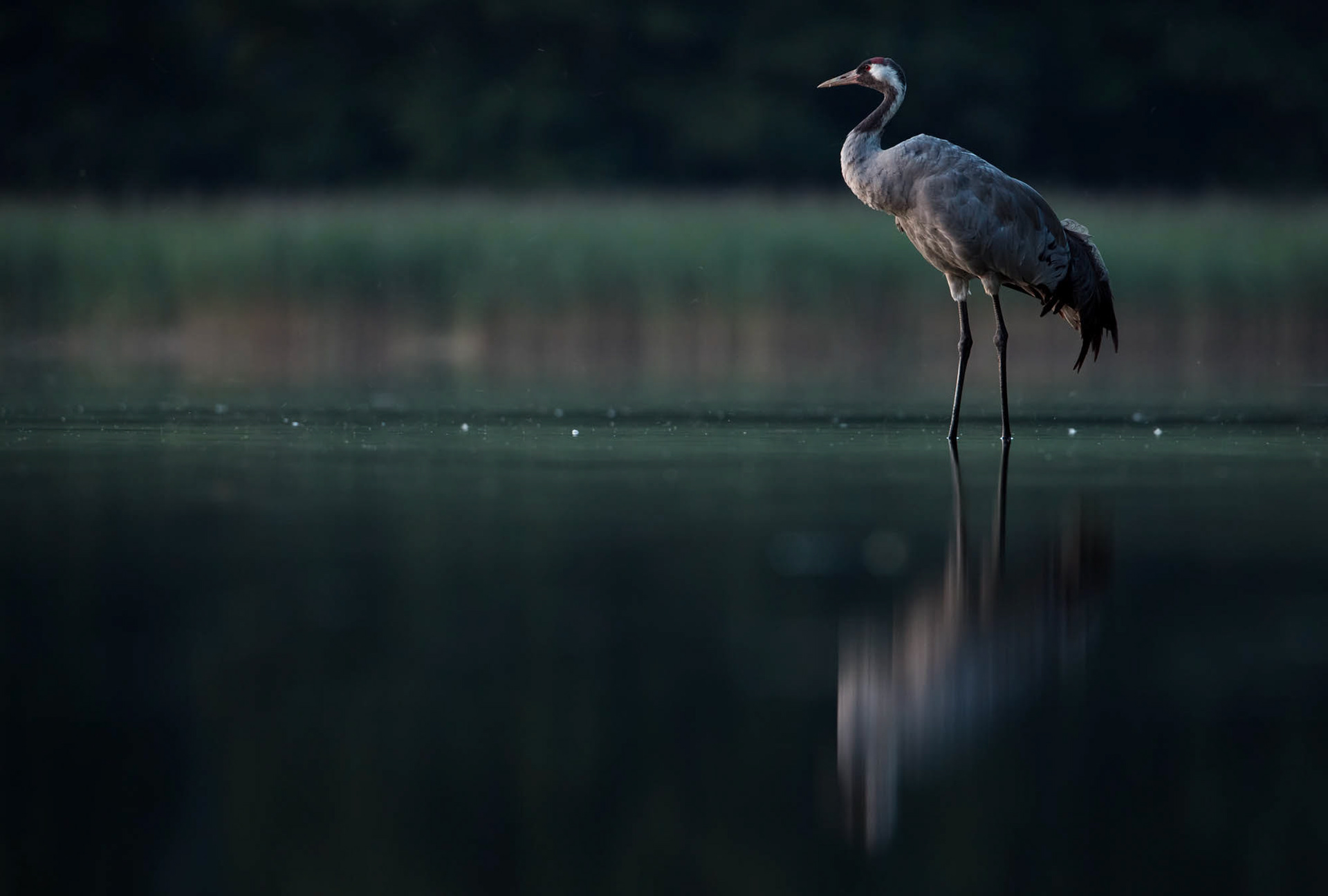 Common crane