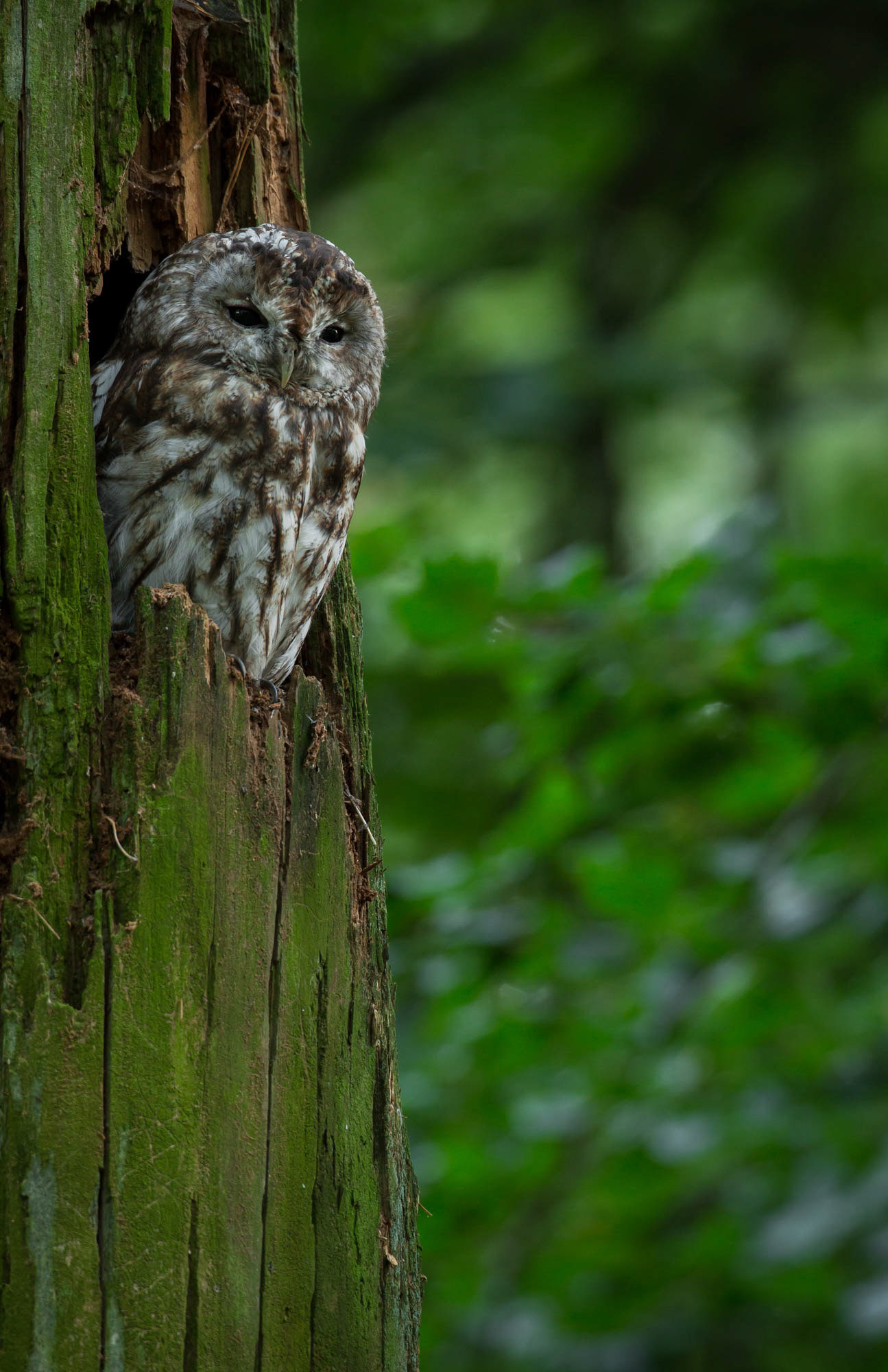 Tawny owl