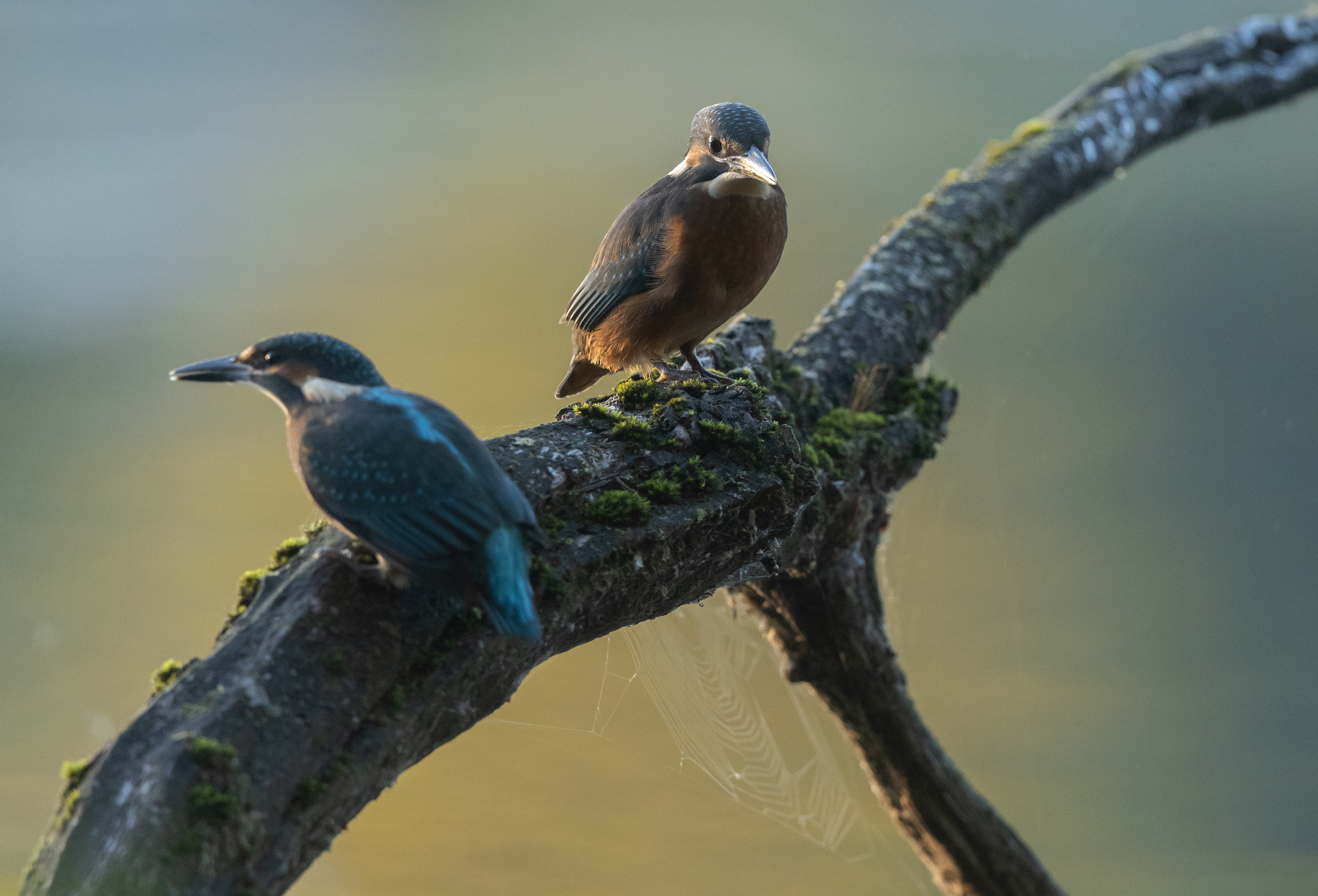 European kingfisher [Alcedo atthis]