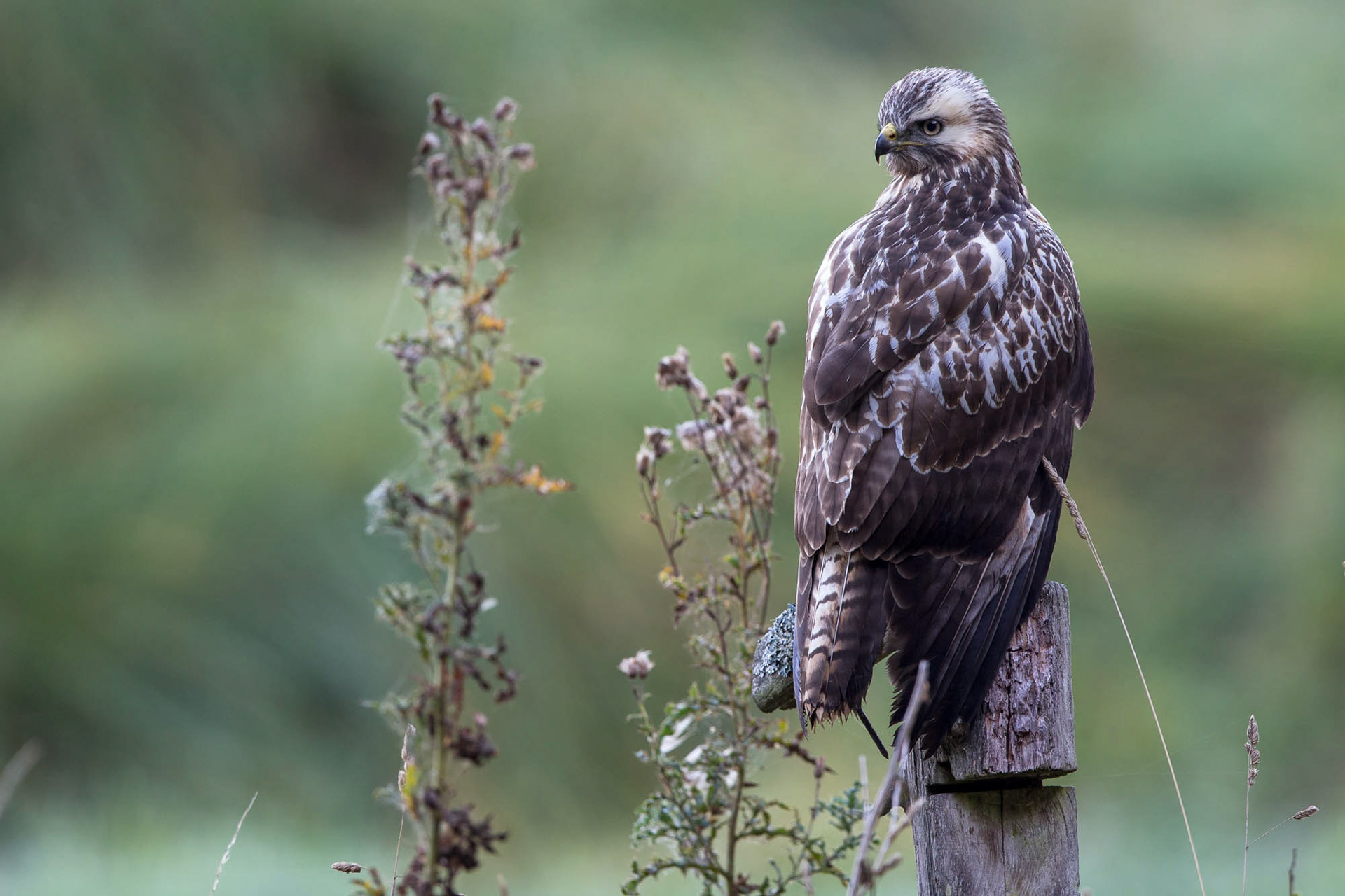 Common buzzard