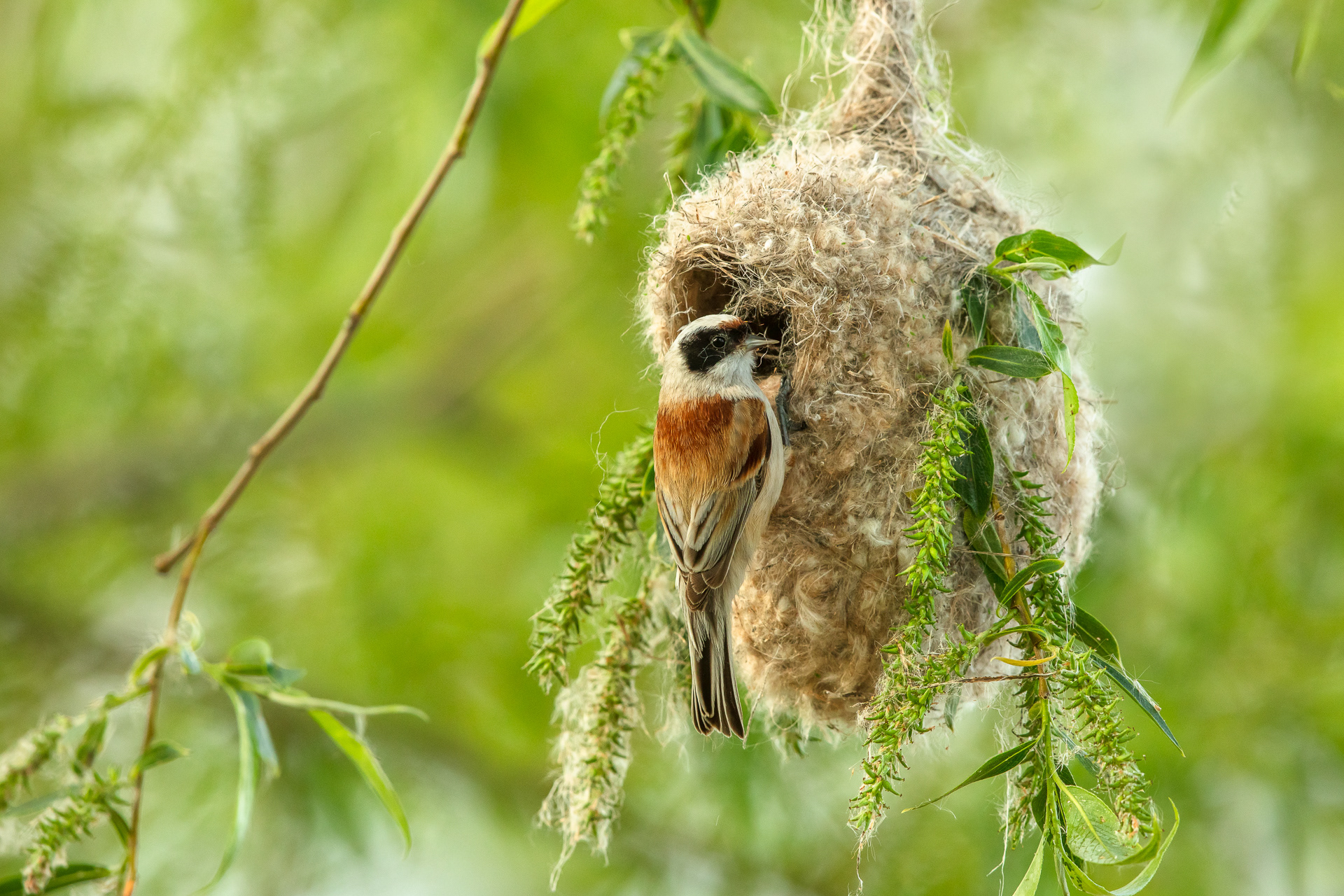Penduline tit