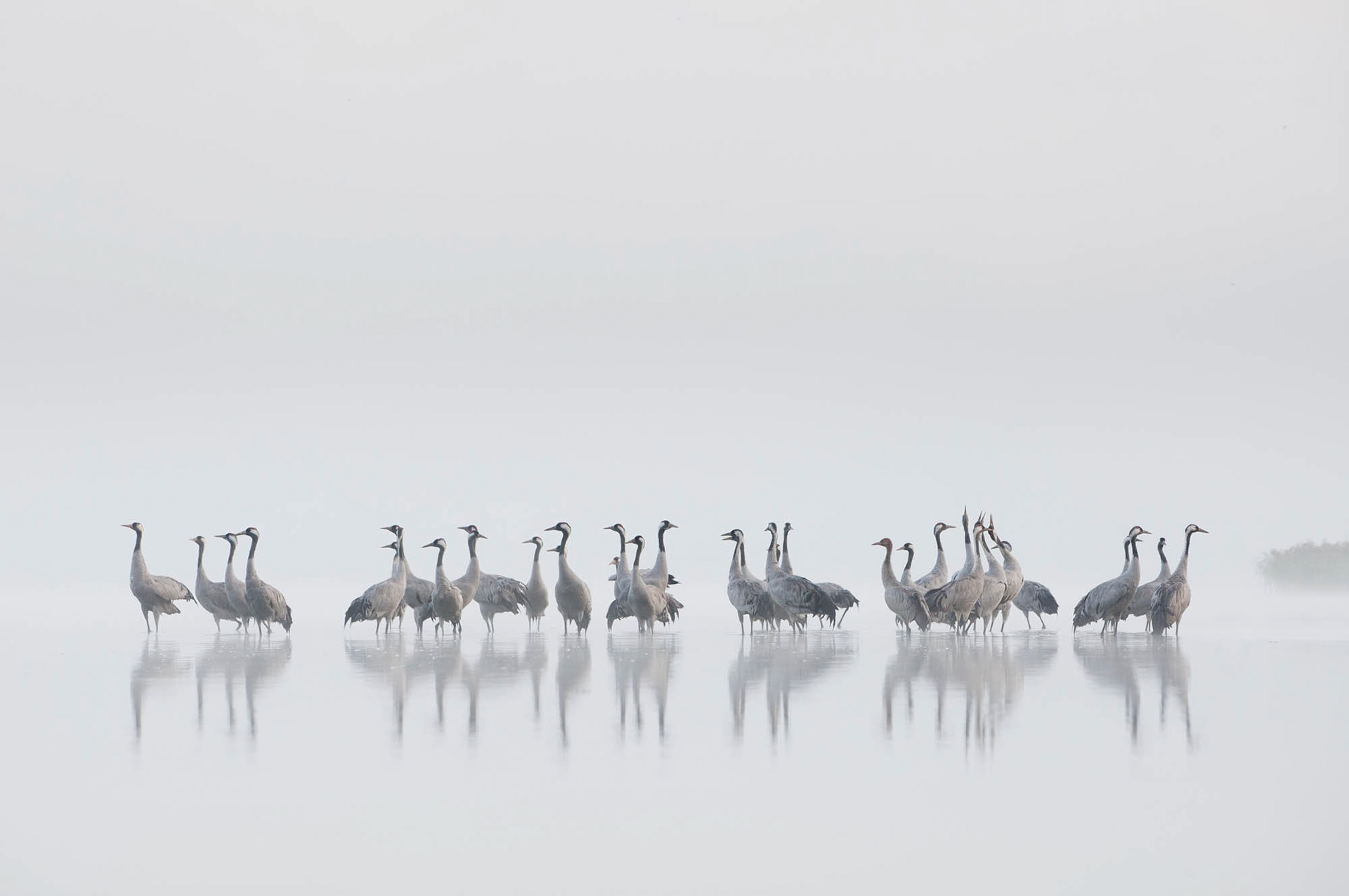 Common cranes