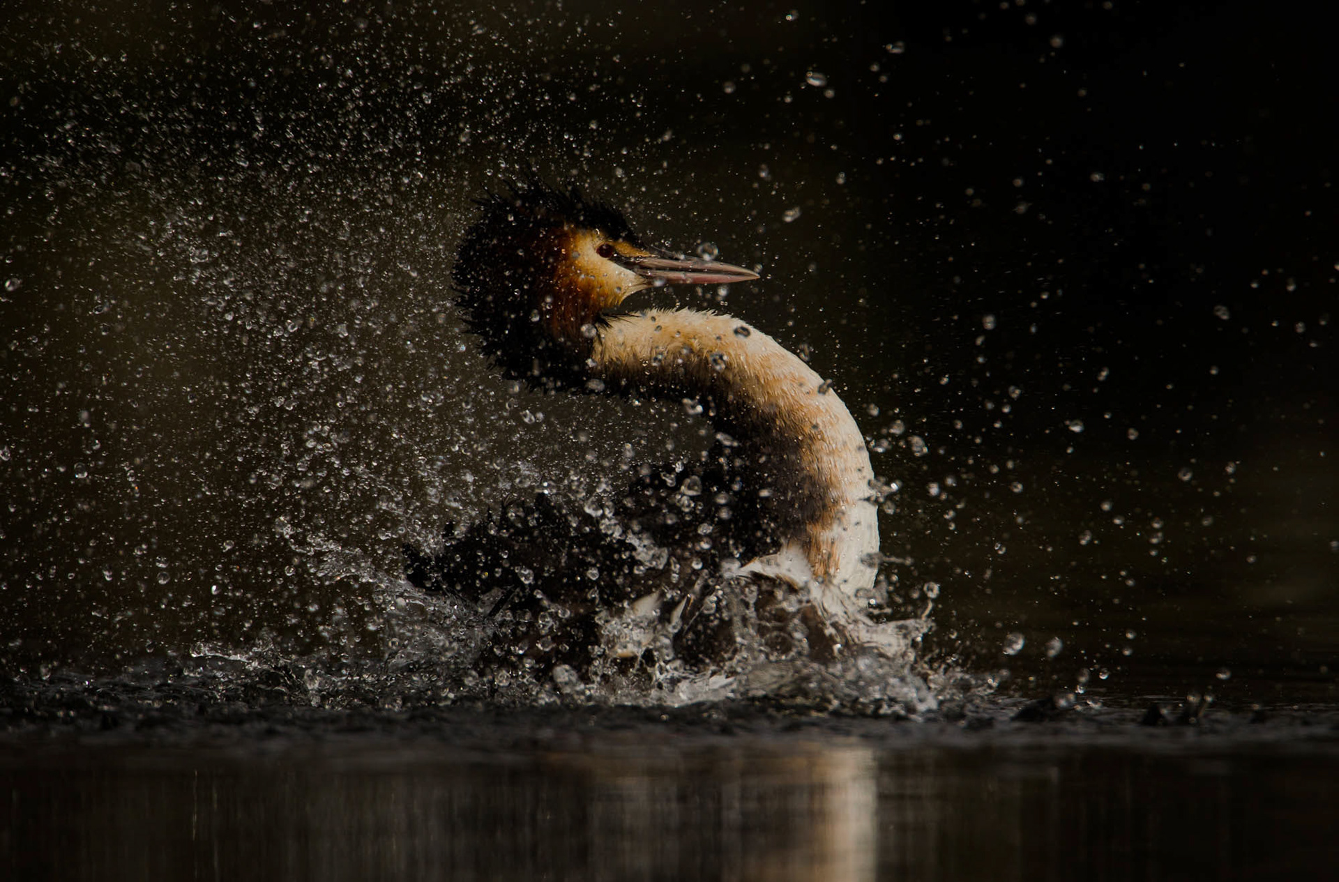 Great Crested Grebe