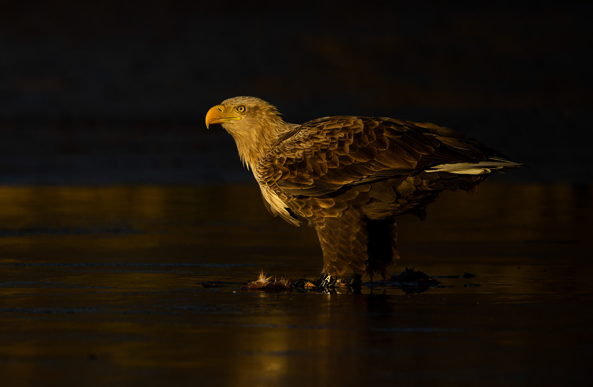 White tailed eagle in Eastern Germany