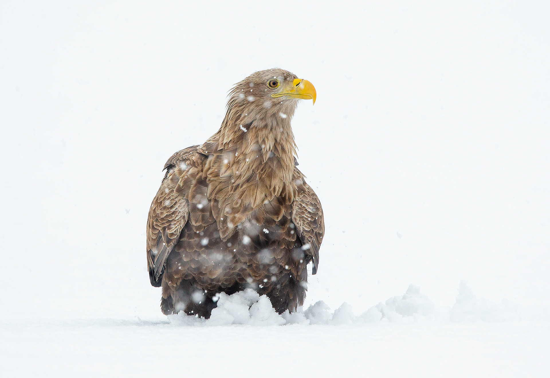 White tailed eagle [Haliaeetus albicilla]
