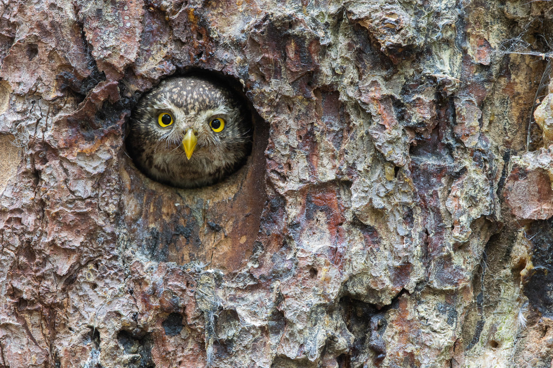 Pygmy owl